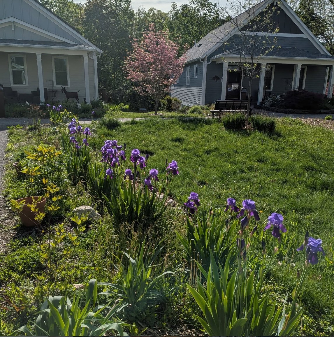Community garden with blooming irises and surrounding houses in Village Hill Cohousing.