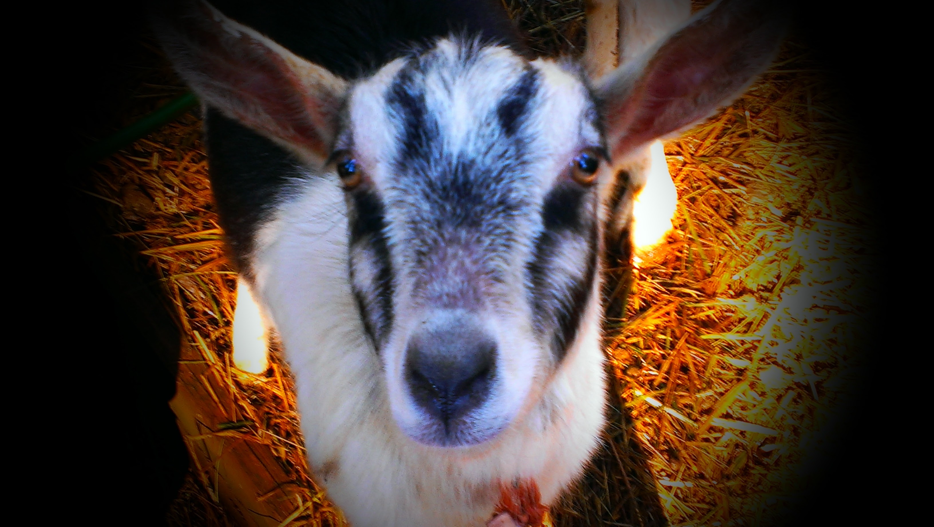 Close-up of a goat with black and white markings at Heart 2 Heart Farms.