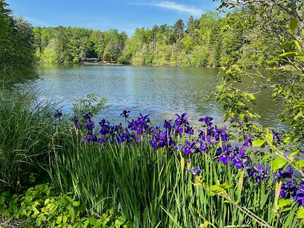 Scenic view of Highland Lake with purple irises and lush green trees.