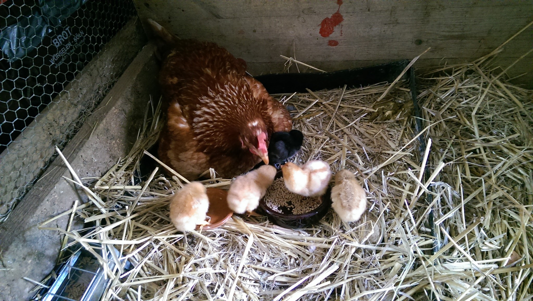 Hen with chicks in a cozy farm coop environment.