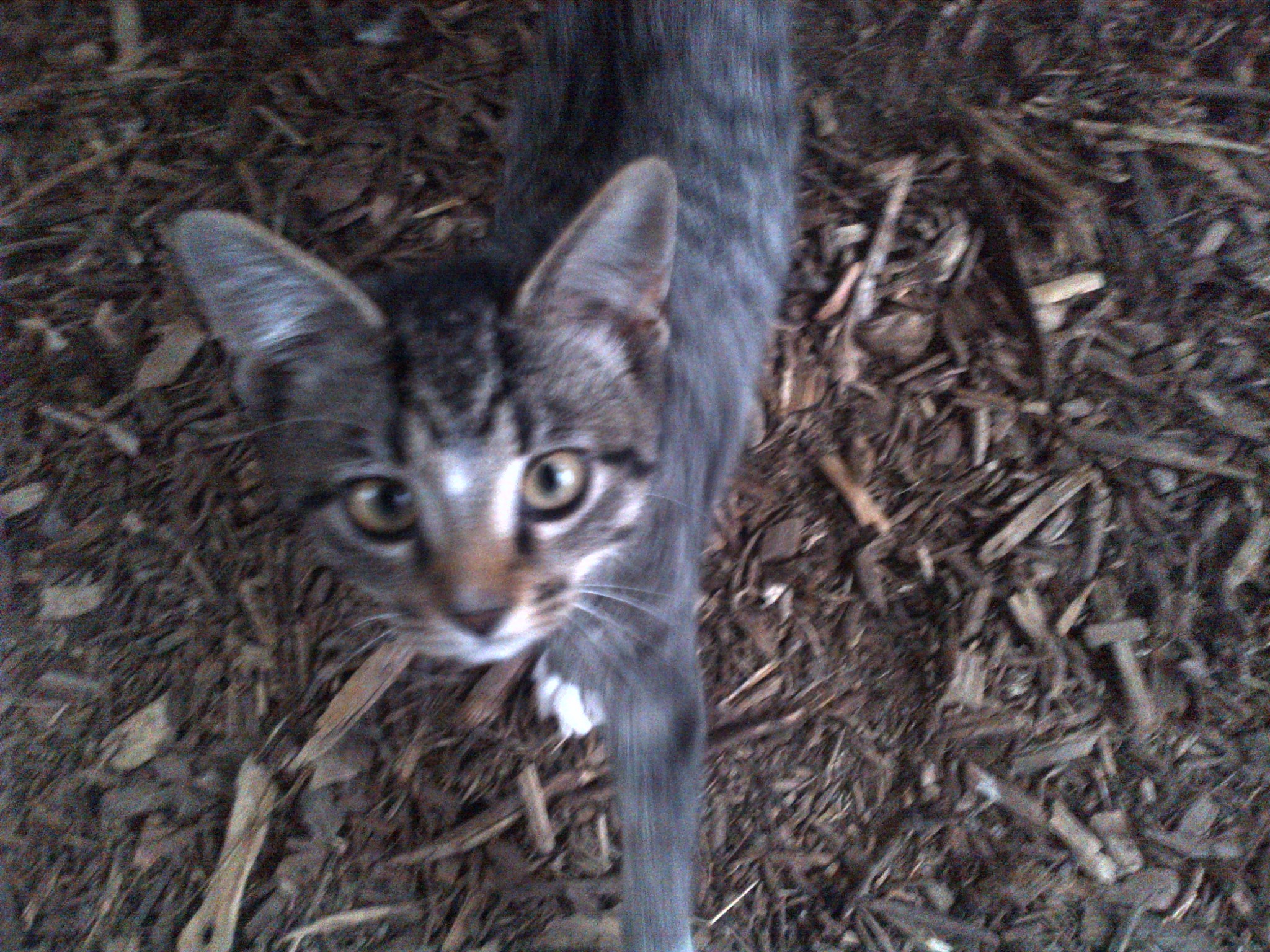 Adorable gray tabby cat with green eyes on mulch at Foundation for Intentional Community.