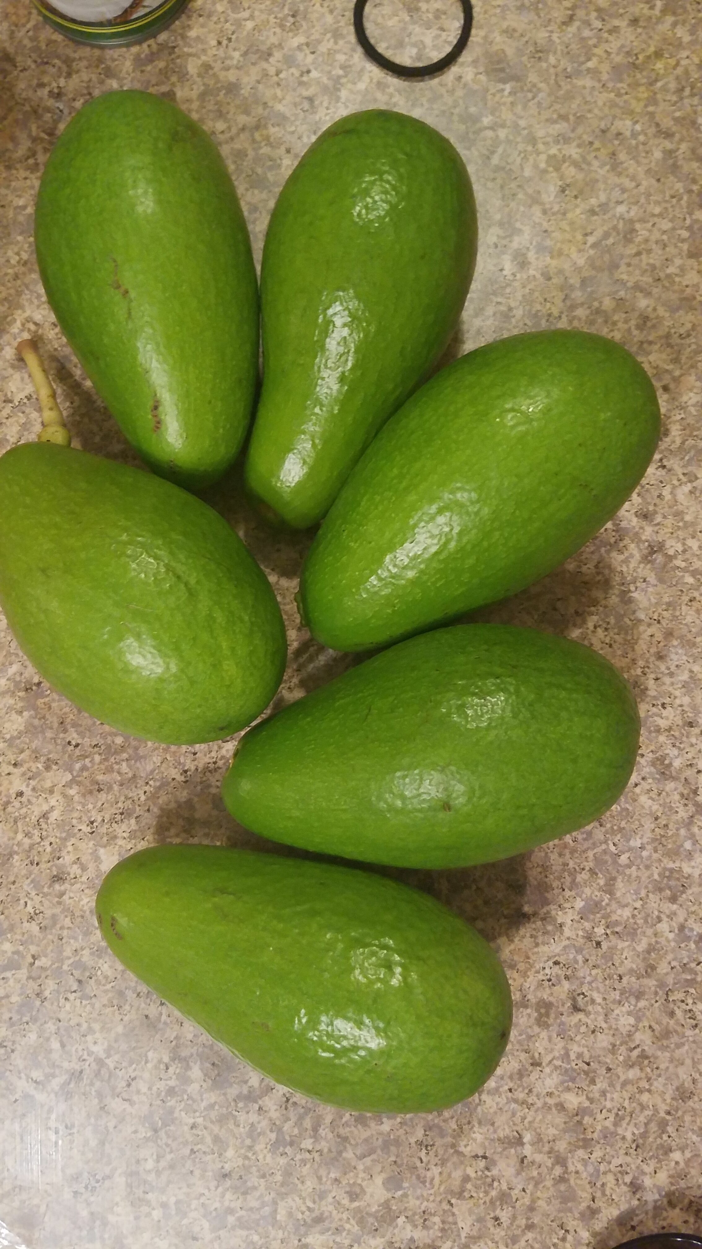 Fresh green avocados on a kitchen countertop for healthy diet.