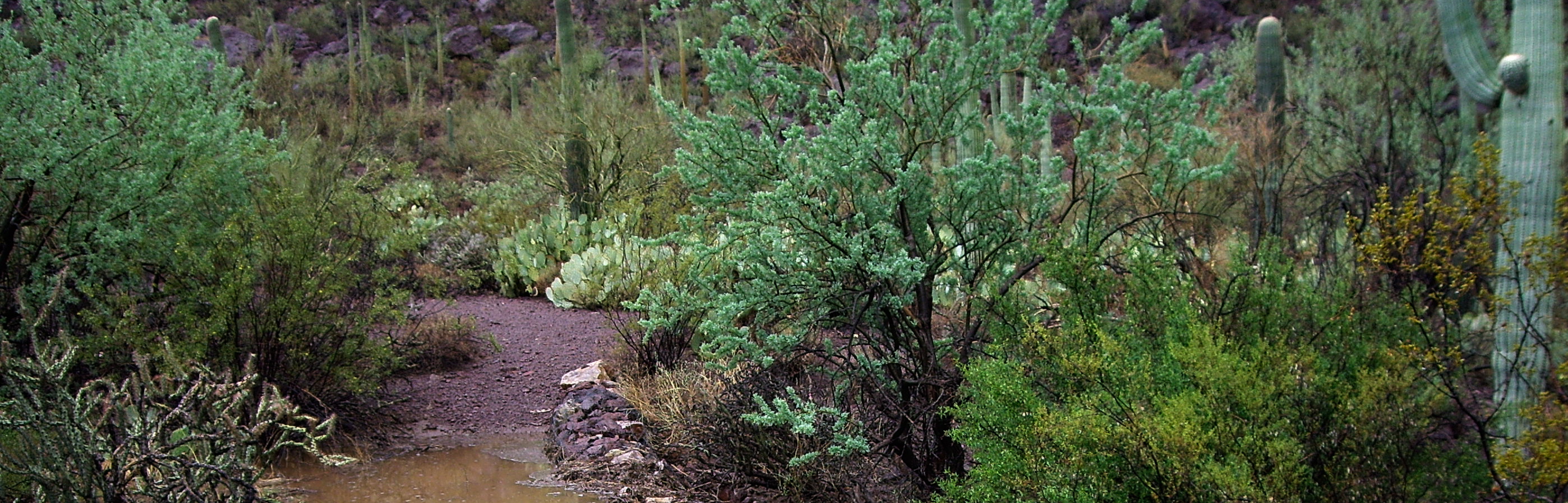 Desert garden with various cacti and shrubs at Foundation for Intentional Community.