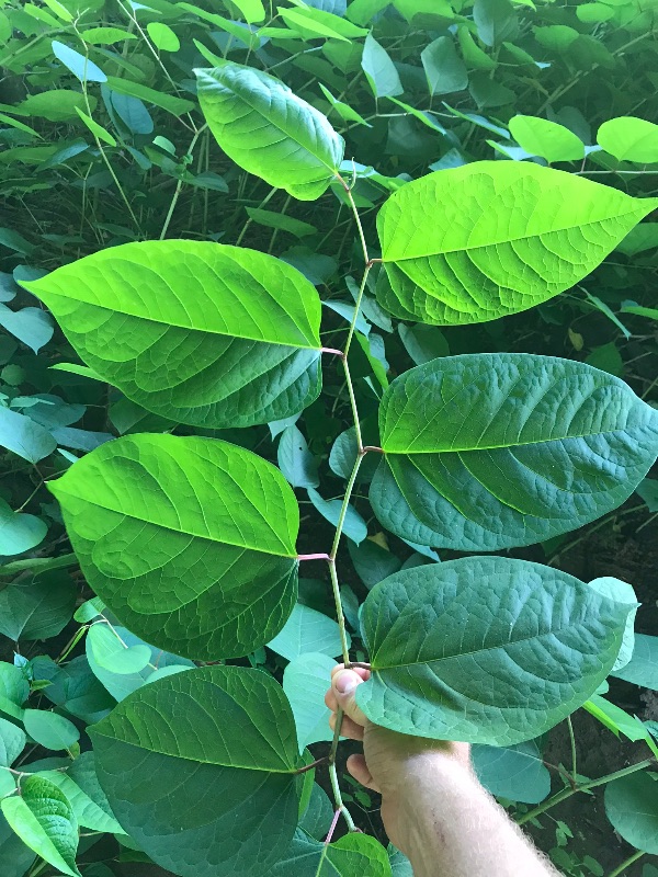 Close-up of vibrant green leaves on a plant.