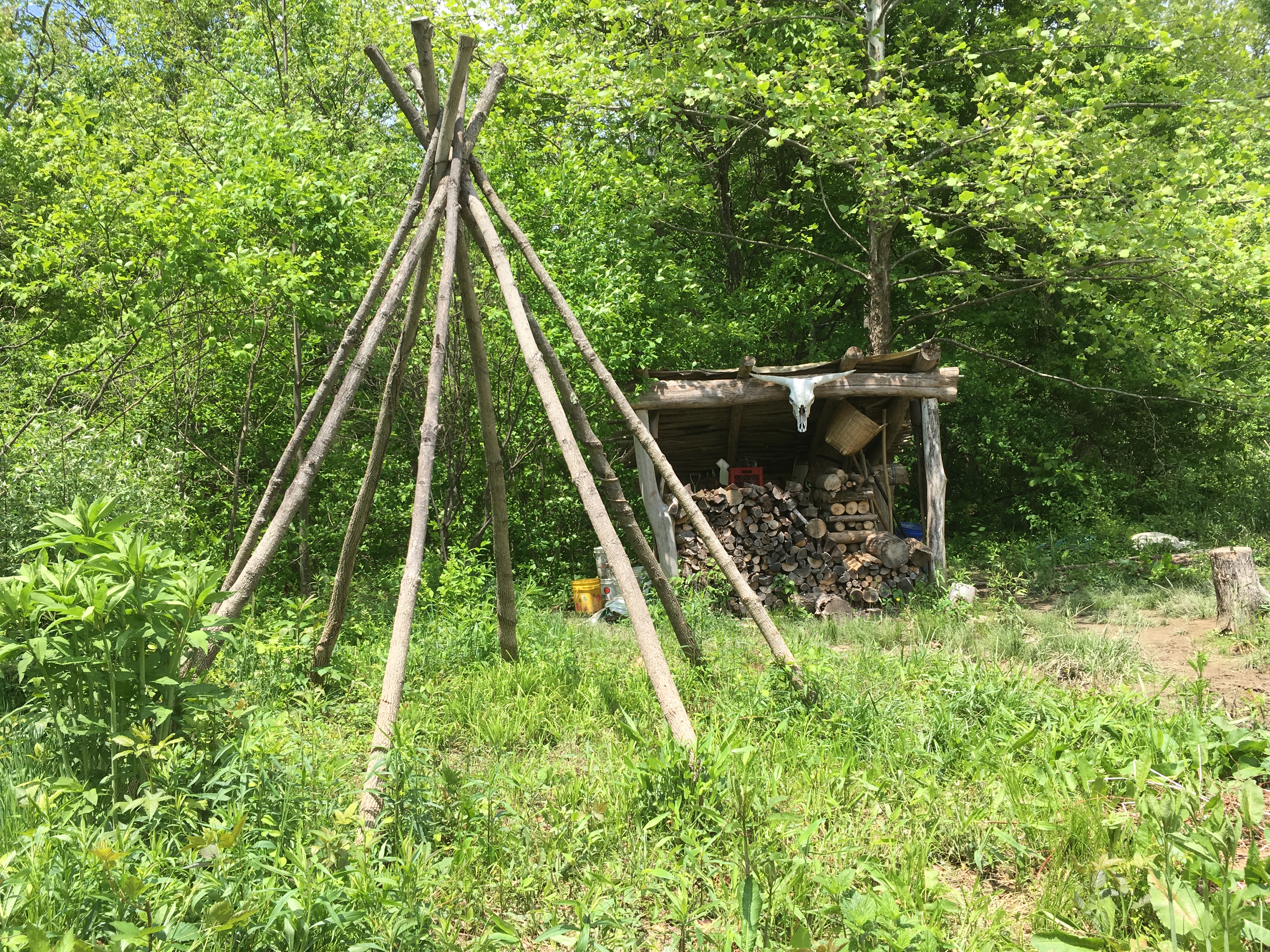 Wooden teepee structure and firewood storage in a forest clearing.
