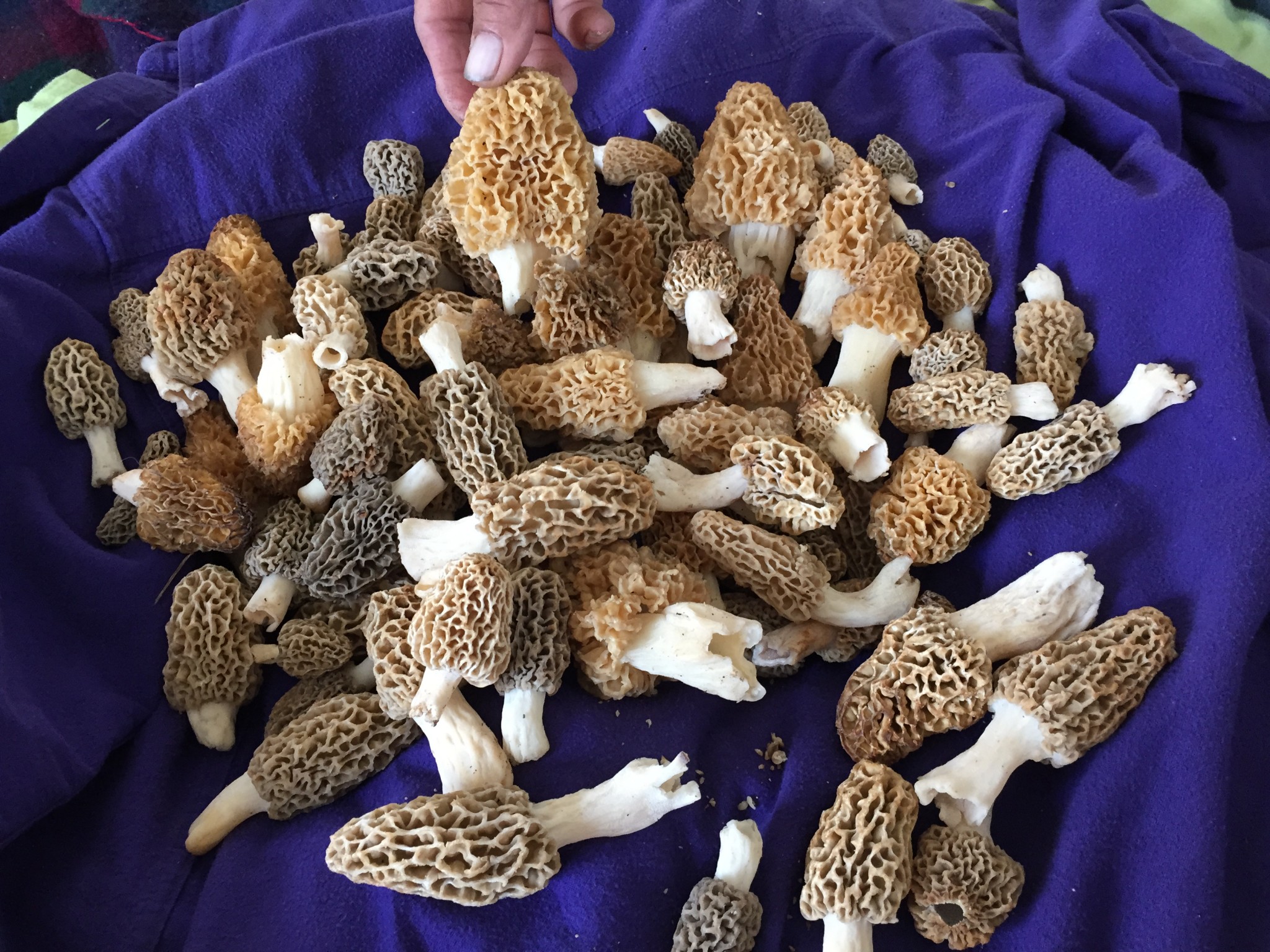 Collection of wild mushrooms on purple fabric for foraging or culinary use.