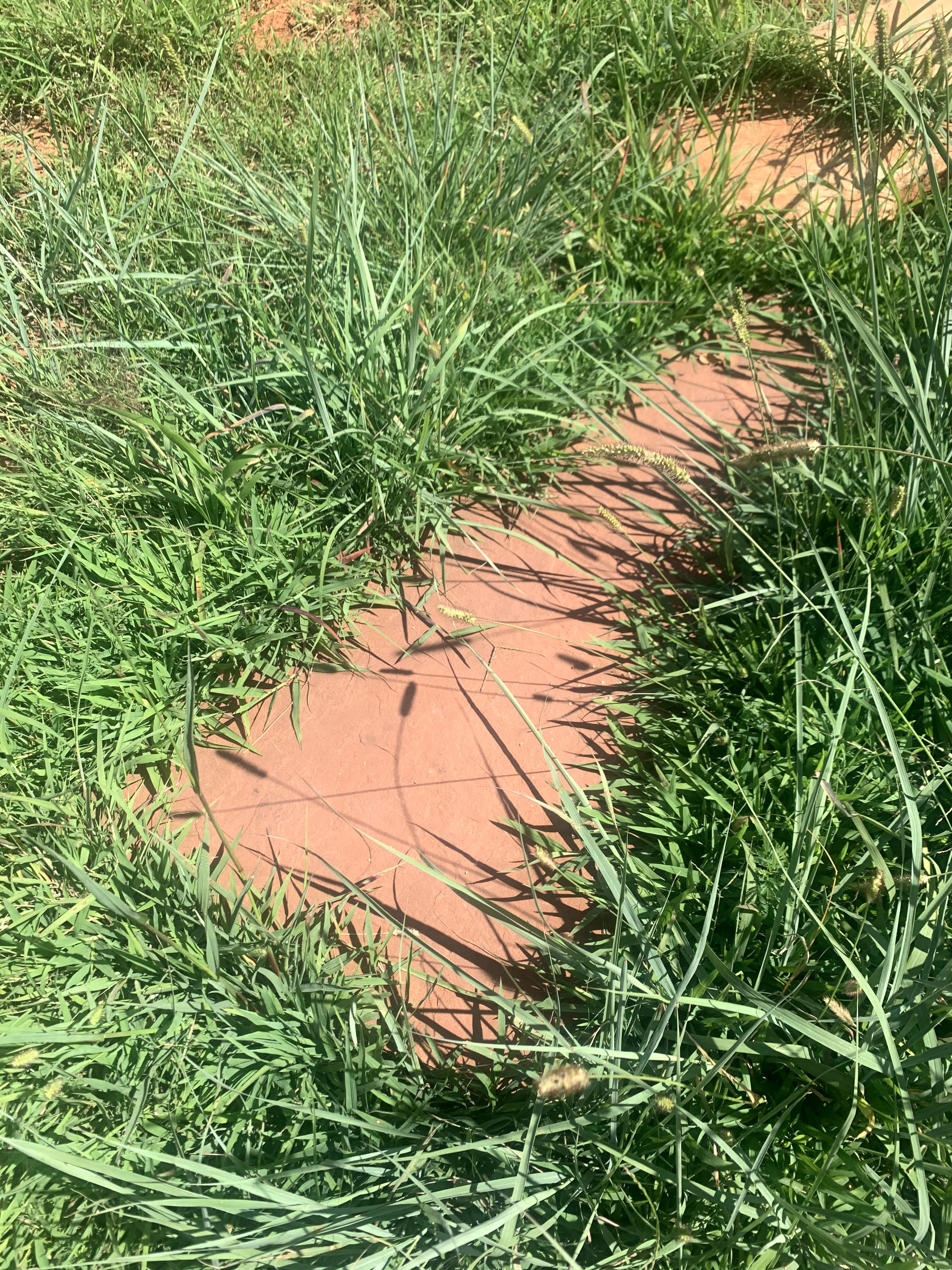Pathway winding through lush green grass and plants.