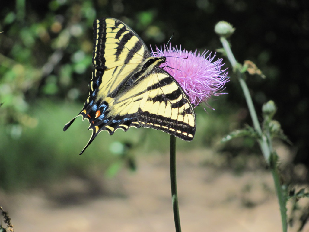 Yellow and black butterfly on pink flower in natural setting.