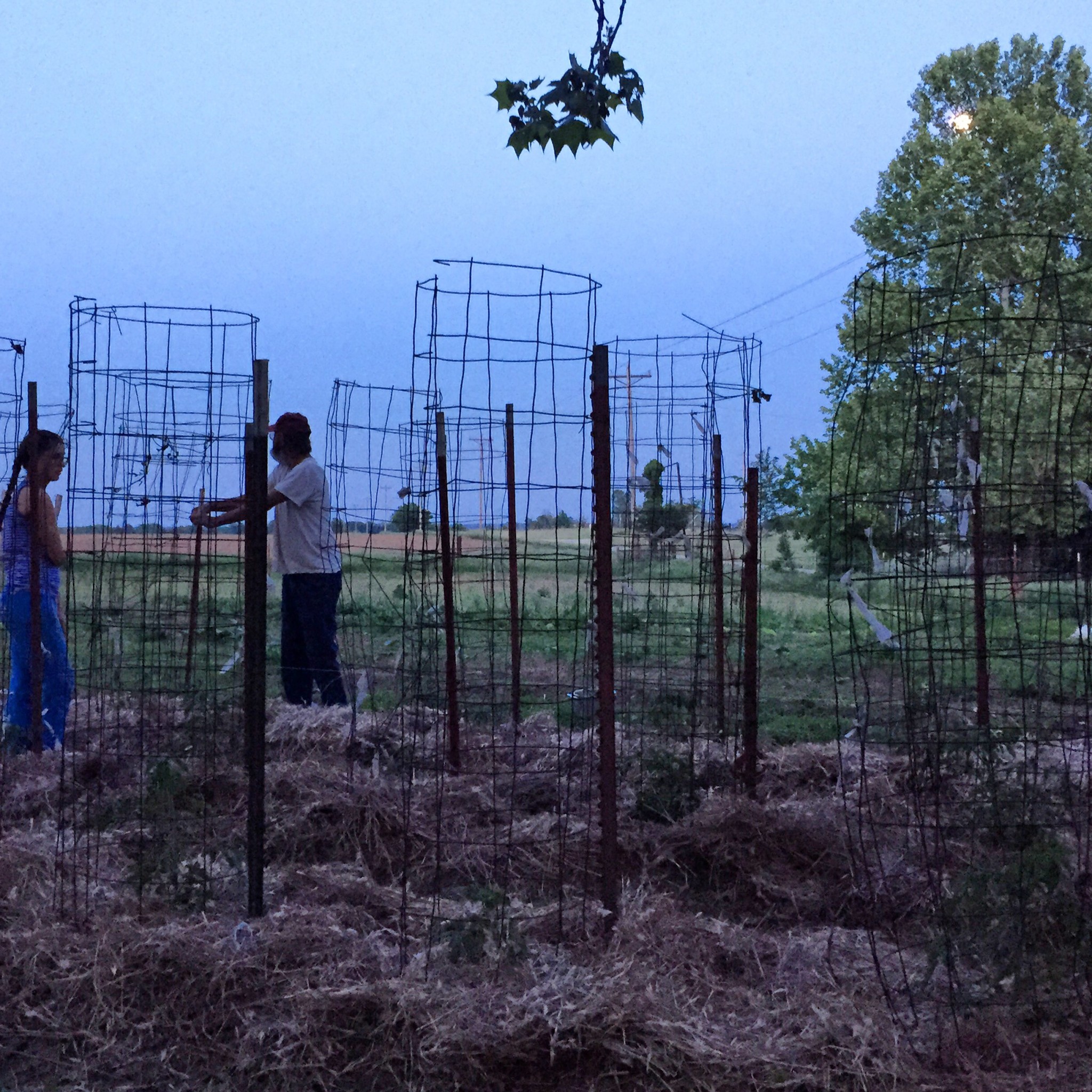 People working in a community garden with trellises and plants.