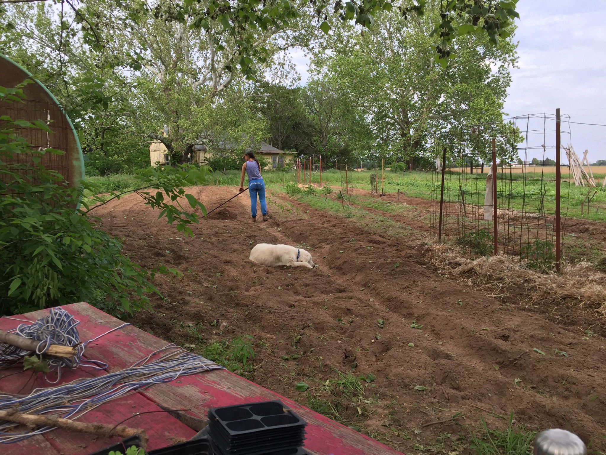 Person working in a lush garden with a dog resting nearby.