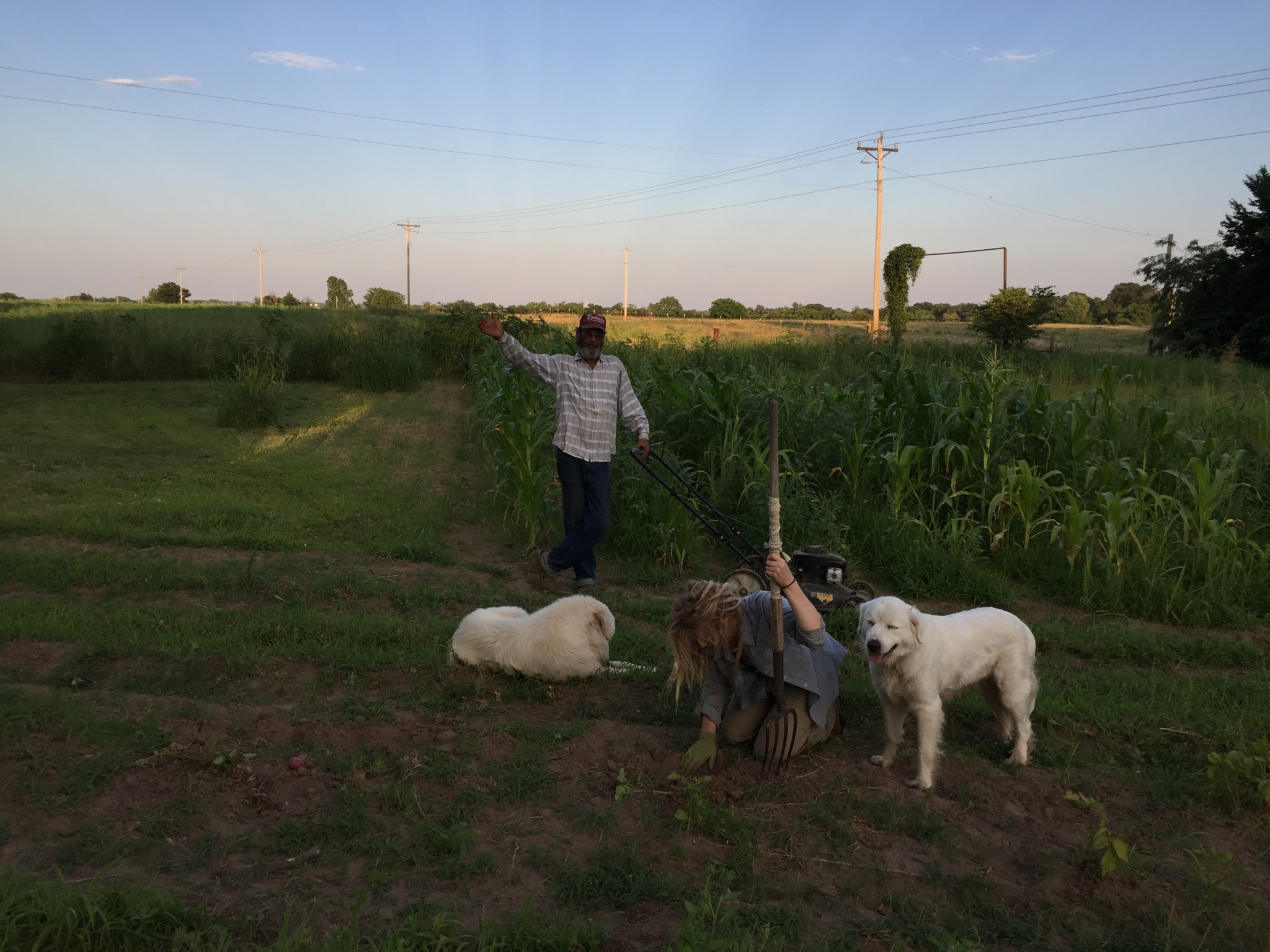 People with dogs in a rural community garden with crops and power lines.