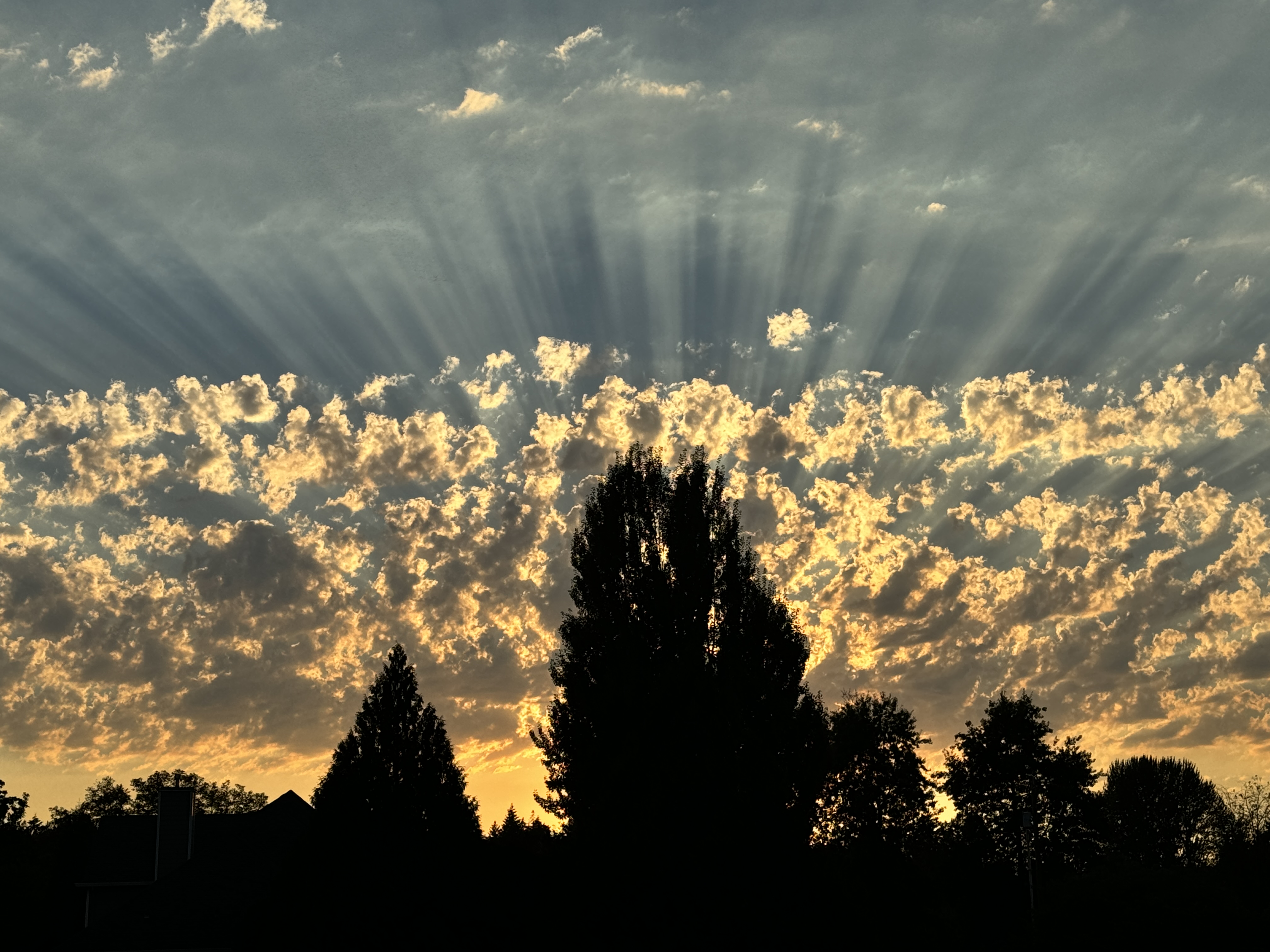 Sunset with rays of light shining through clouds over silhouetted trees.