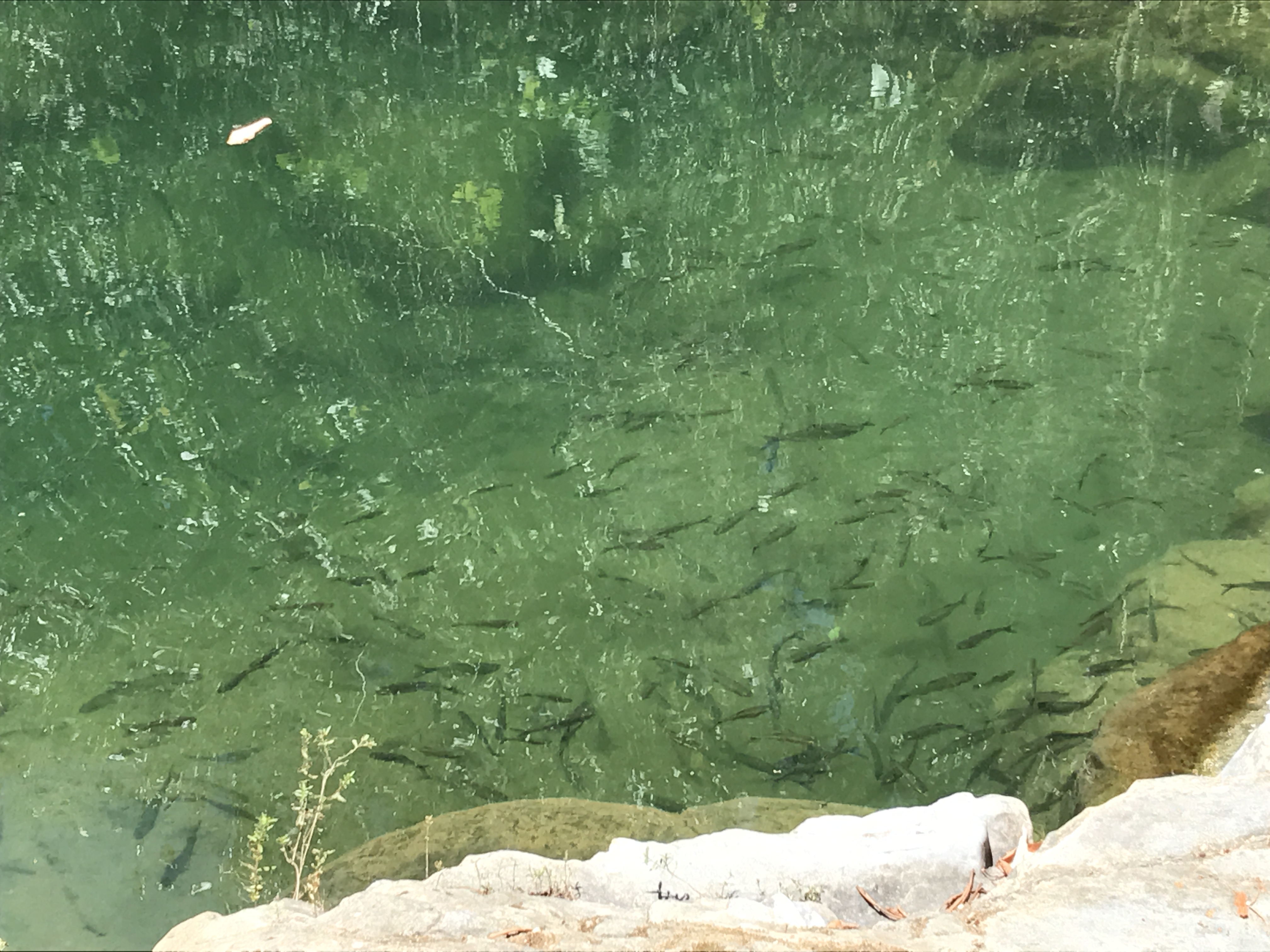 Clear green water with fish at RiverFalls Village.