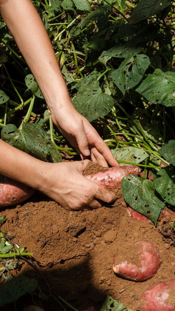 Person harvesting sweet potatoes in a community farm setting.