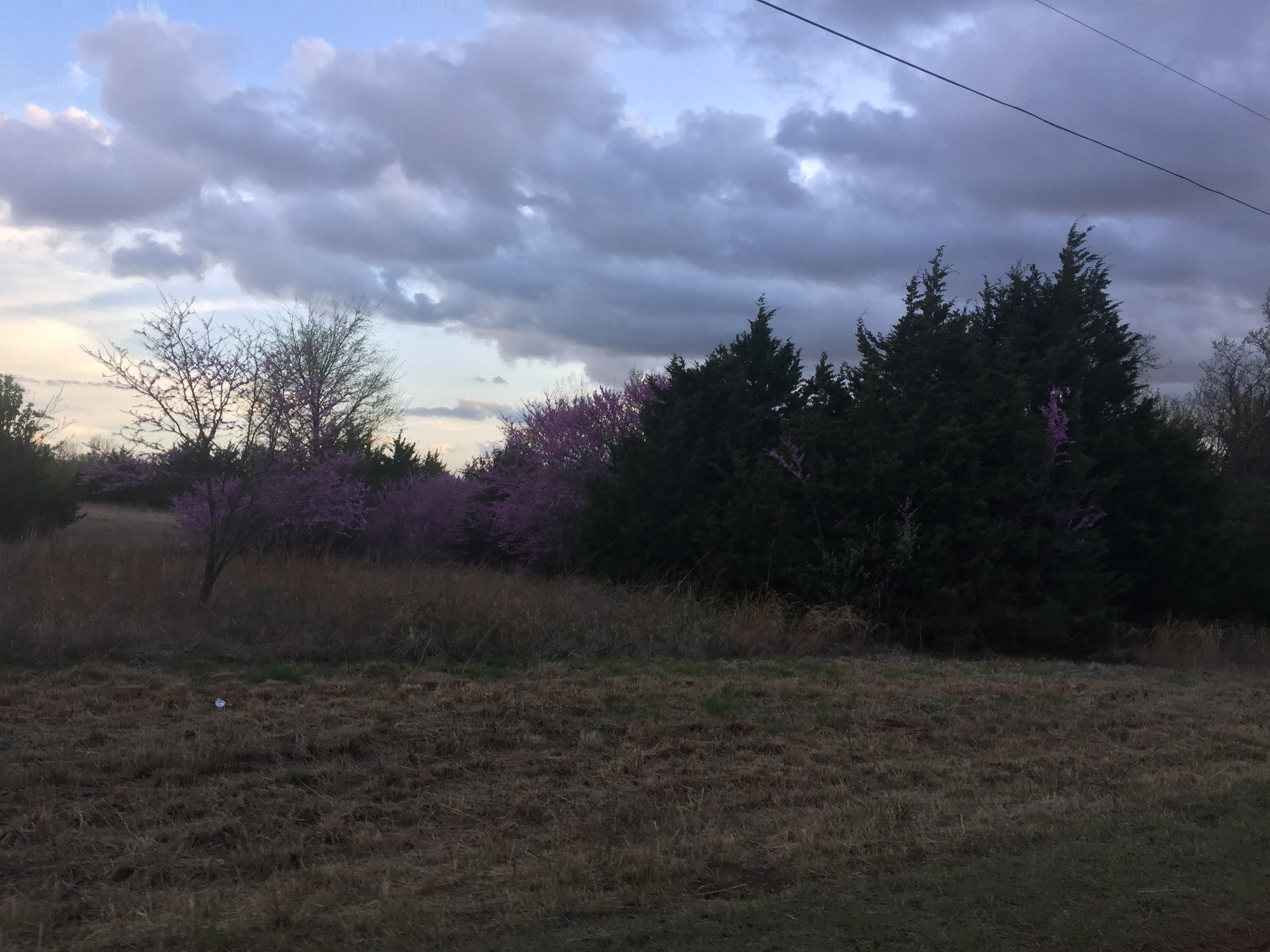 Natural landscape with trees, purple blossoms, and cloudy sky.
