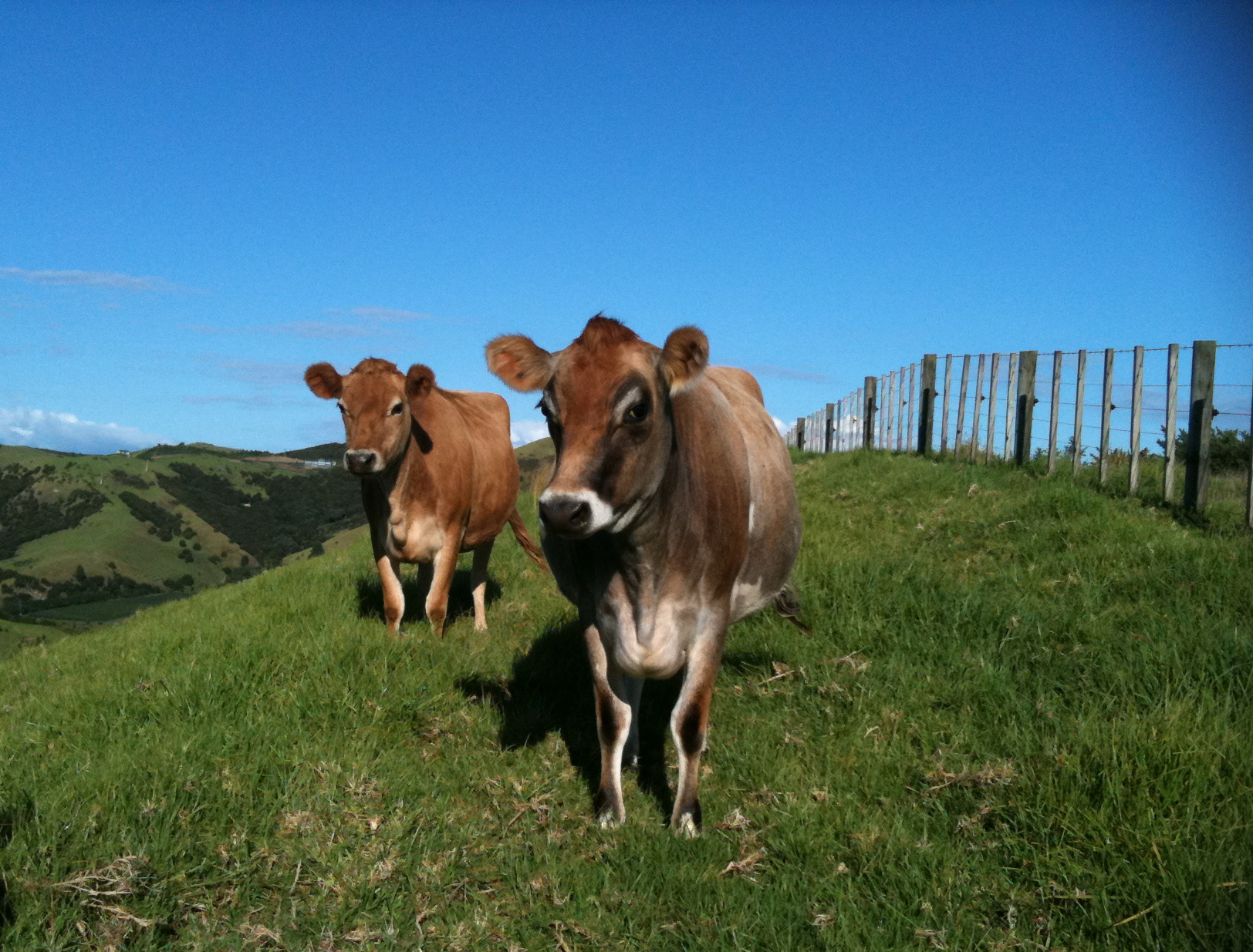 Two cows grazing on green hills with blue sky at Awaawaroa Bay Eco-Village.
