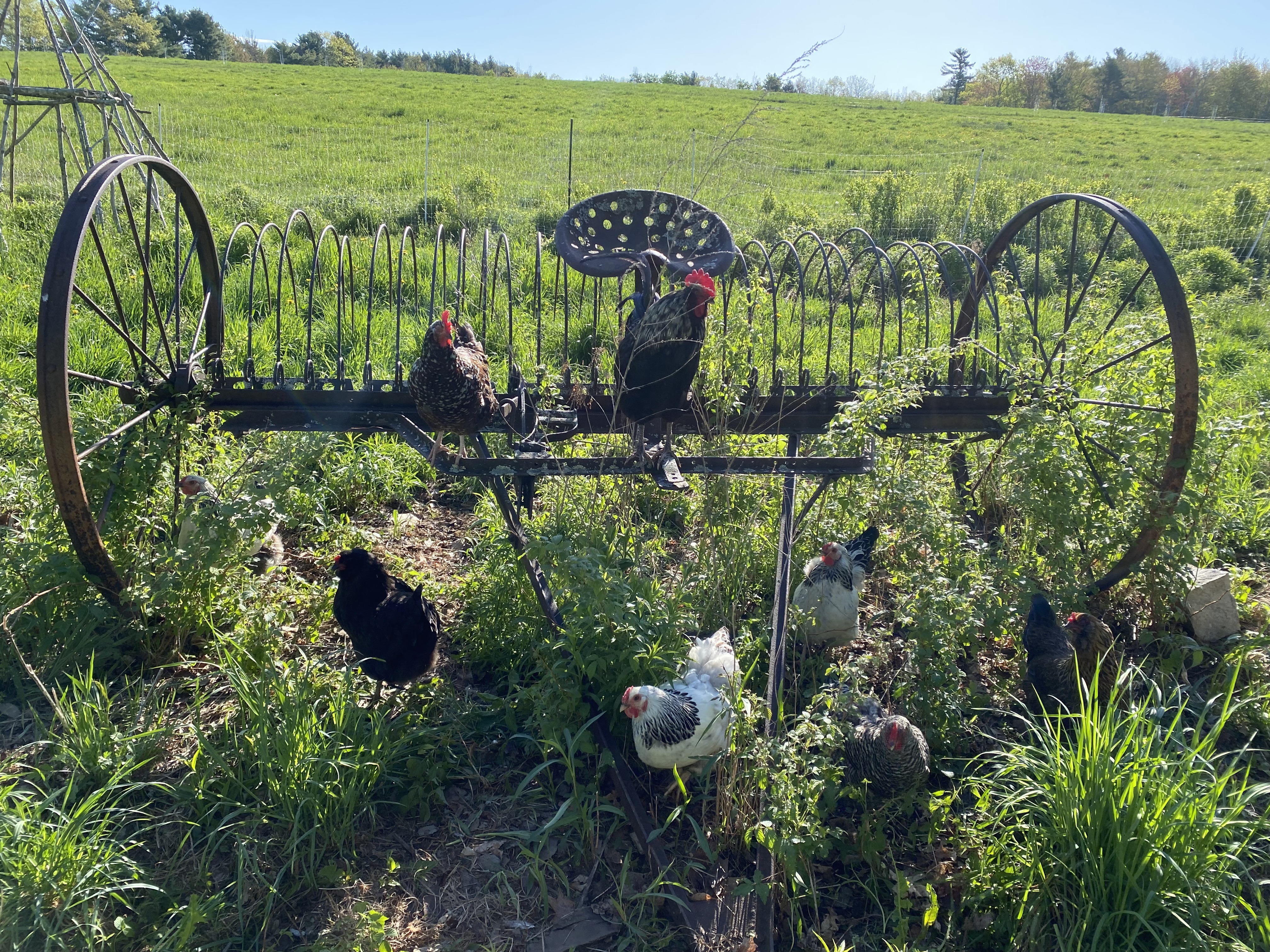 Chickens roaming around a vintage metal chicken coop in a lush farm setting.