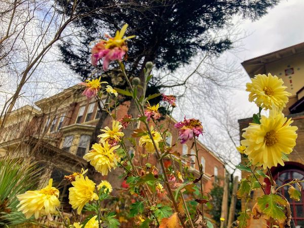 Vibrant yellow and pink flowers blooming in a city garden setting.