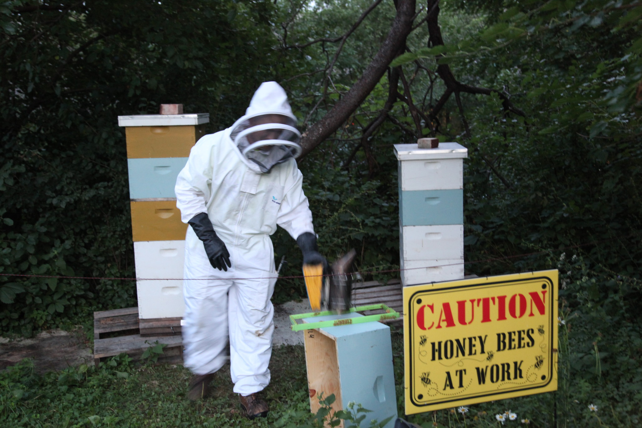 Beekeeper in protective suit working with honey bee hives.
