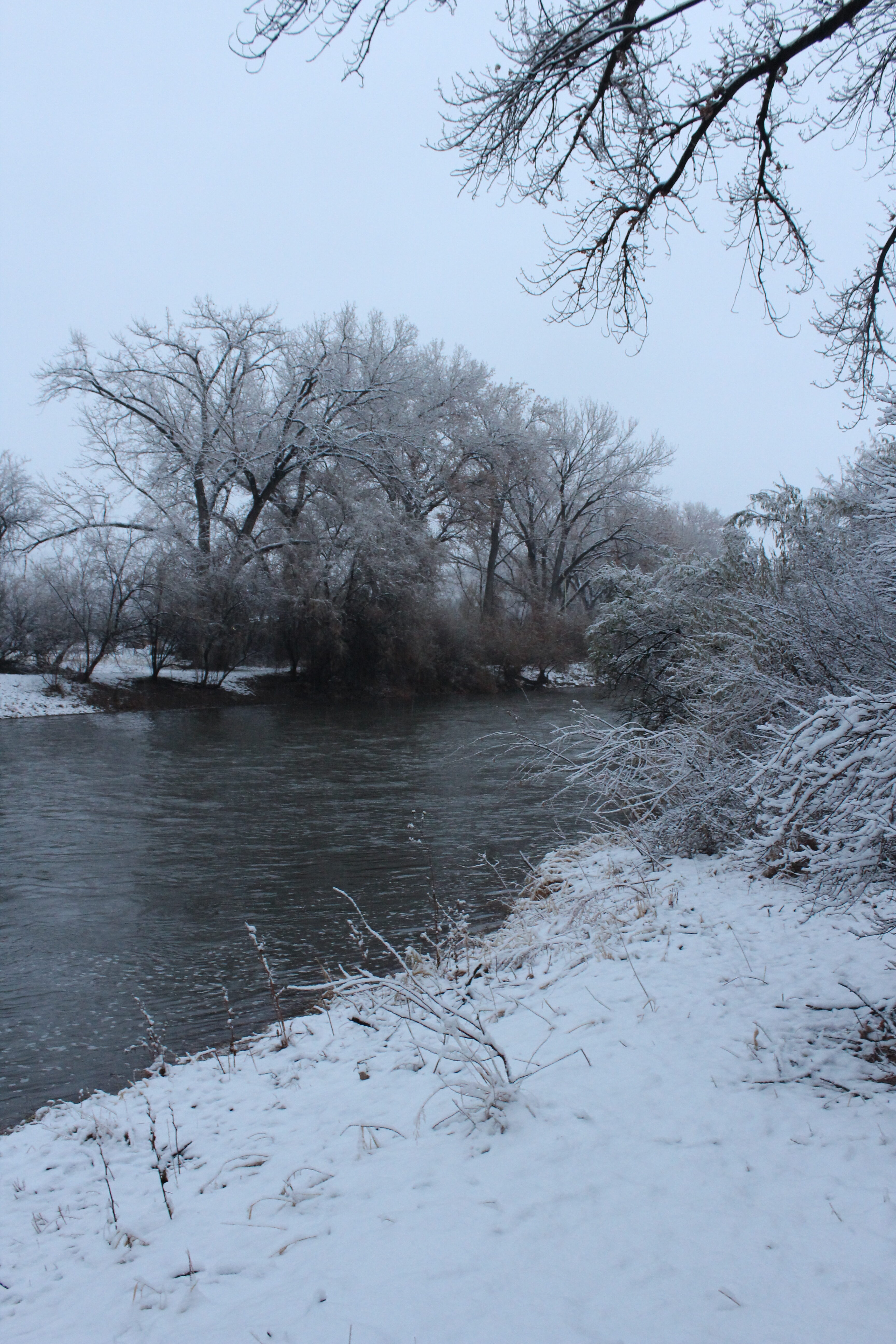 Snow-covered trees and river at Rio Grande Refuge in winter.