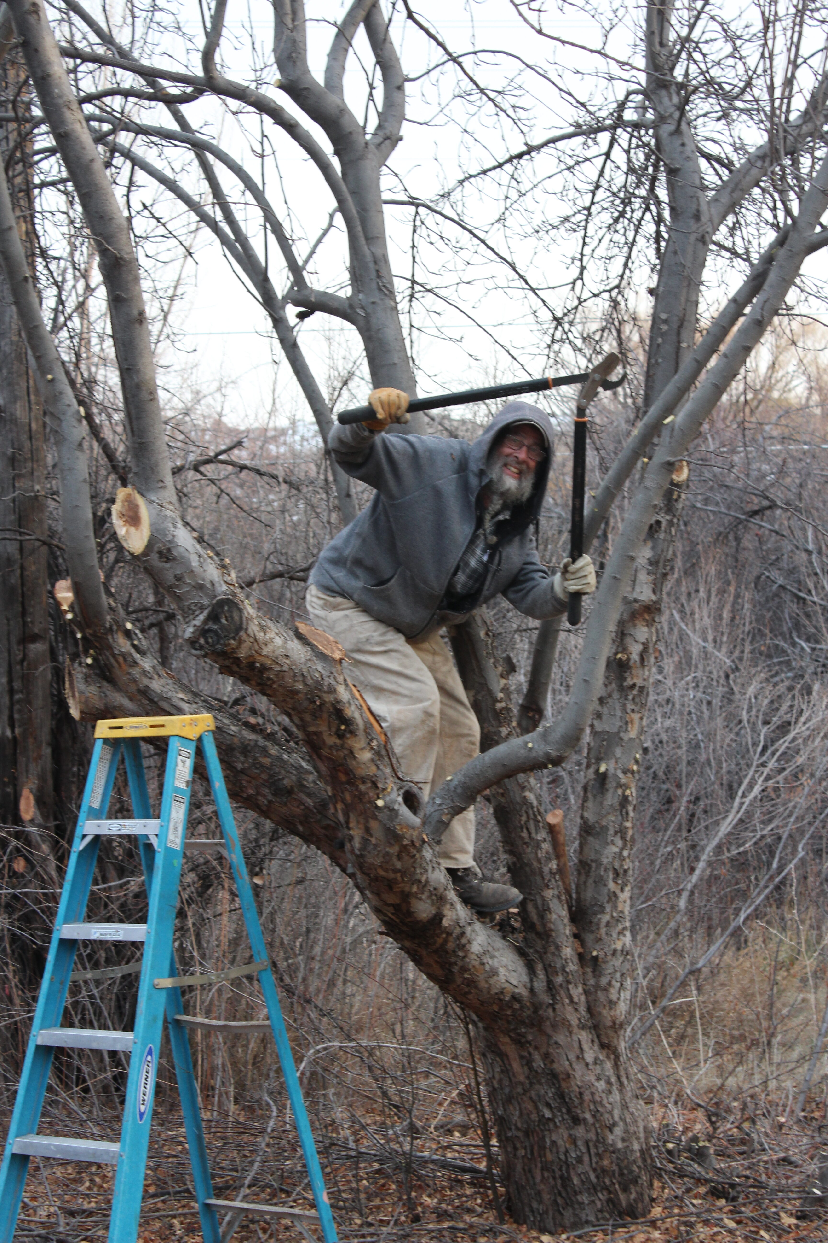 Man pruning a large tree with a saw at Rio Grande Refuge.