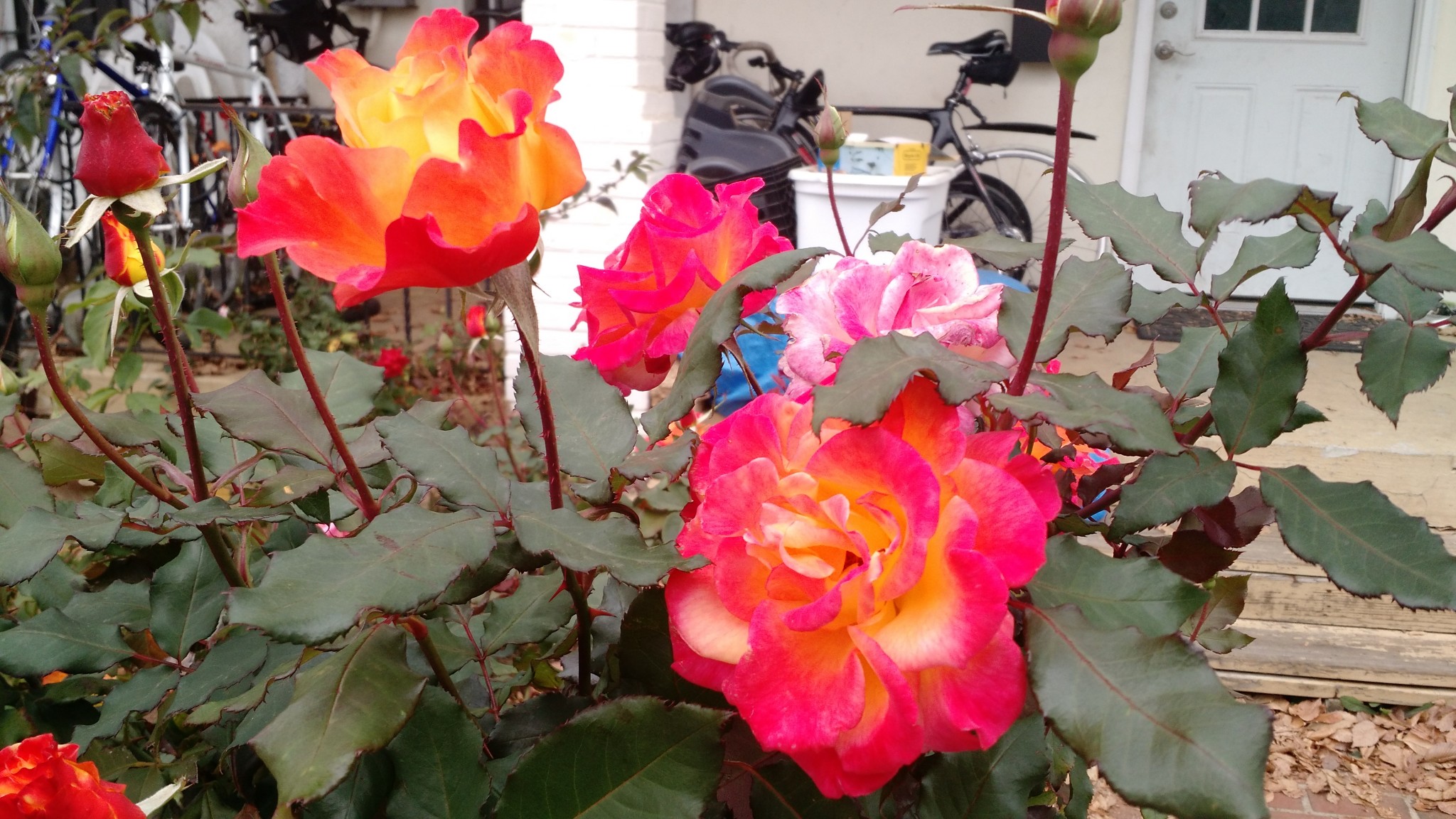 Vibrant pink and orange roses blooming in a garden setting.