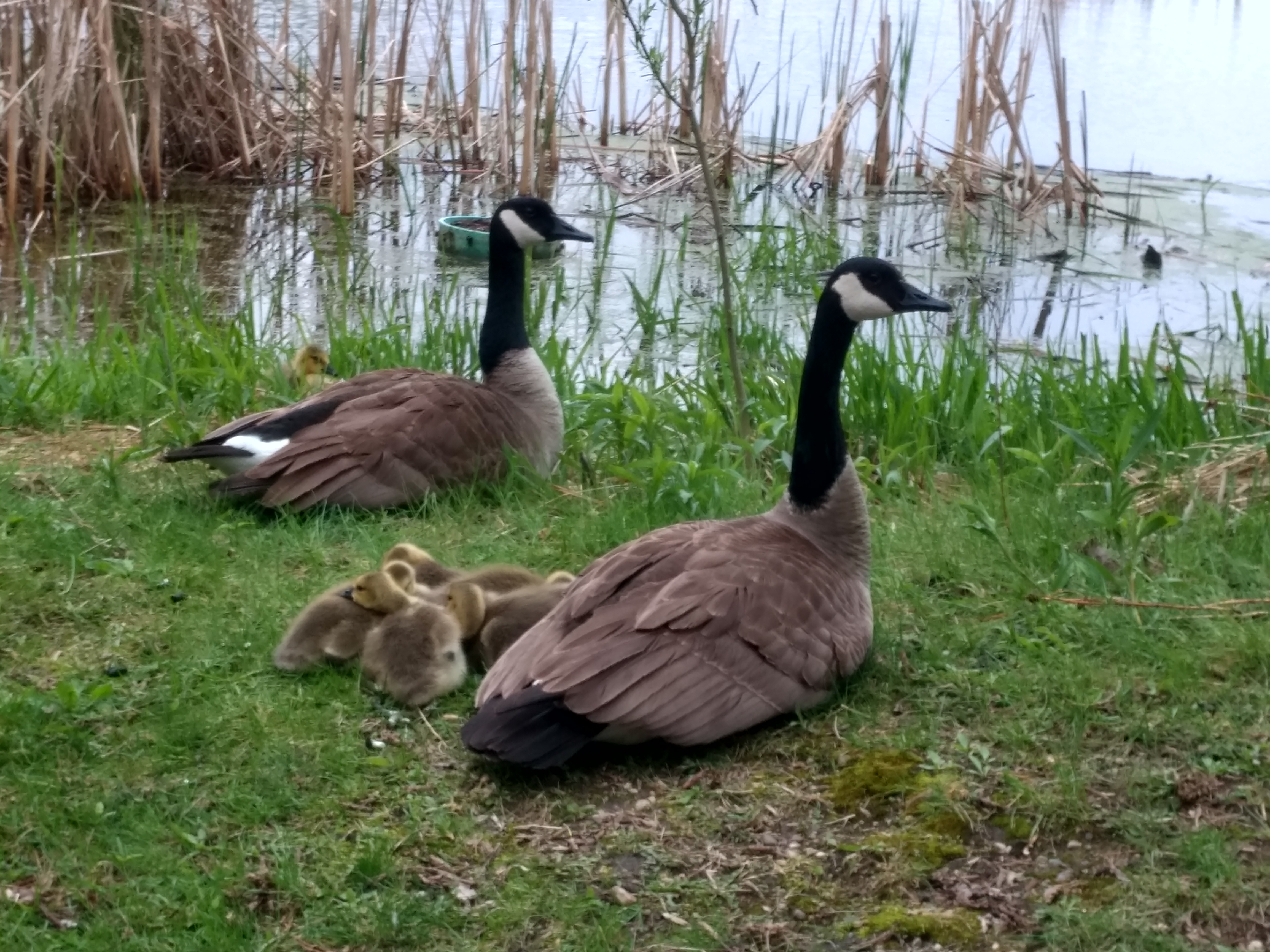 Canadian geese with goslings resting near water and reeds.
