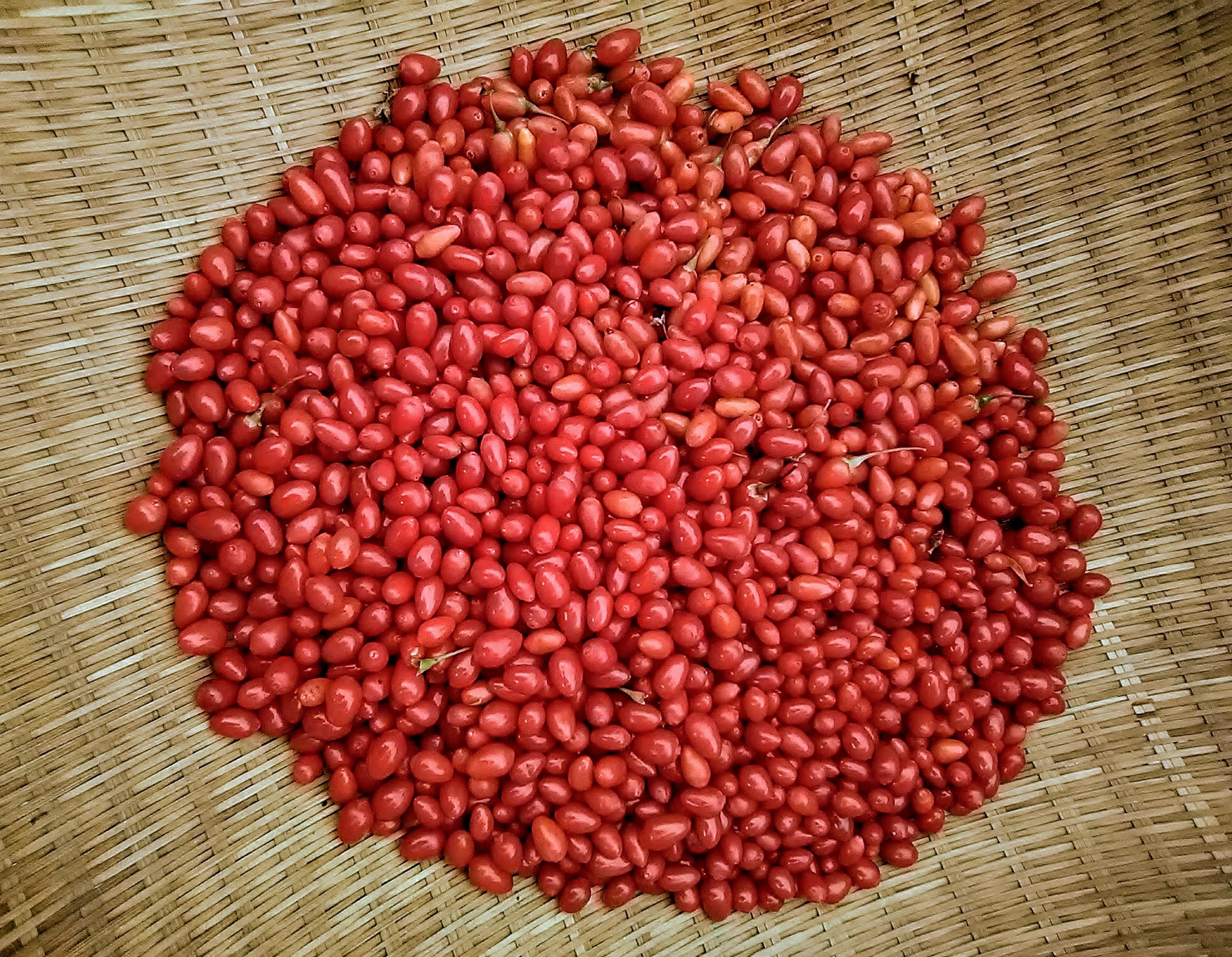 Fresh red jujube fruits on a woven mat for sustainable farming.