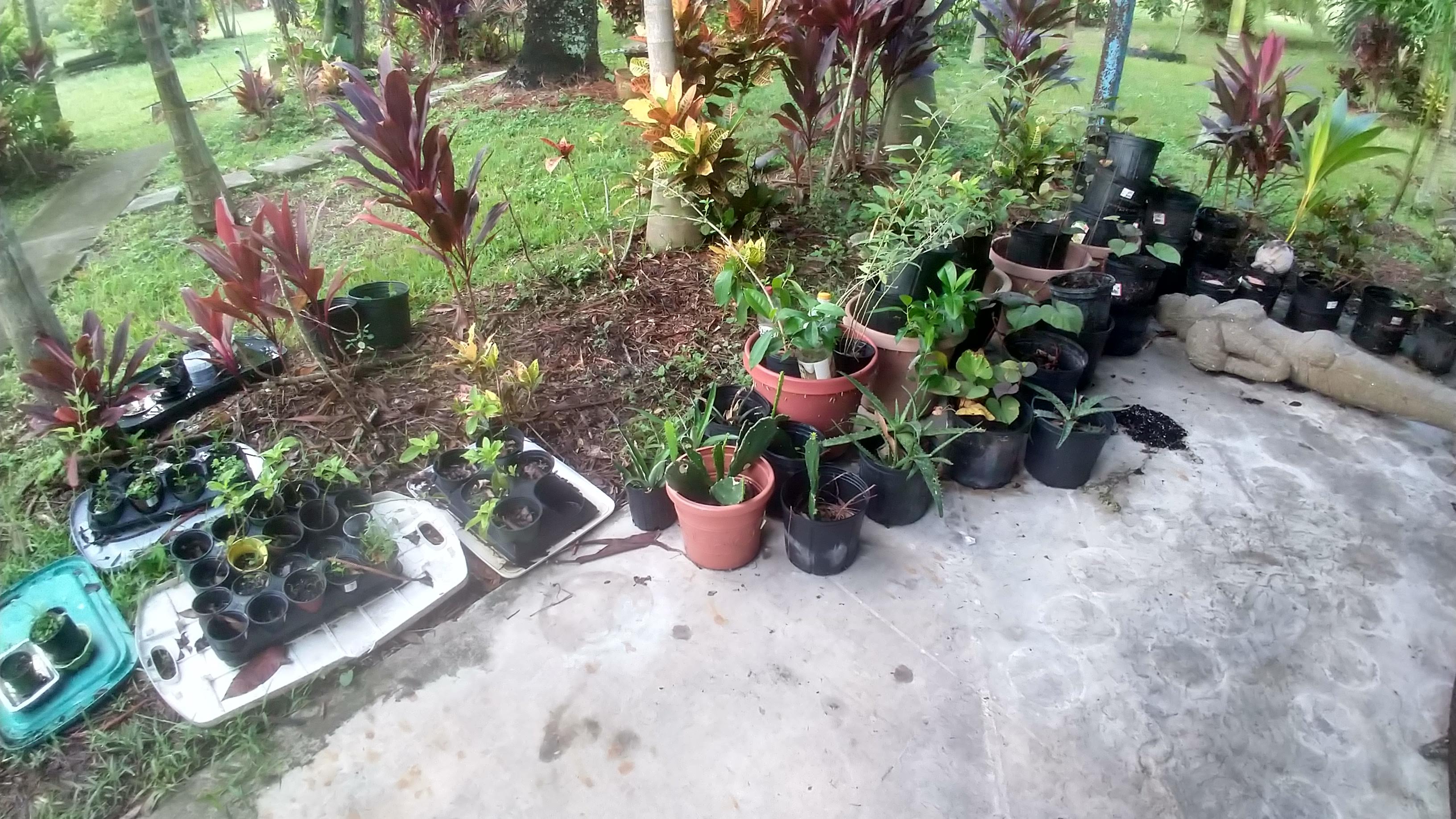 Potted plants and seedlings at Foundation for Intentional Community.
