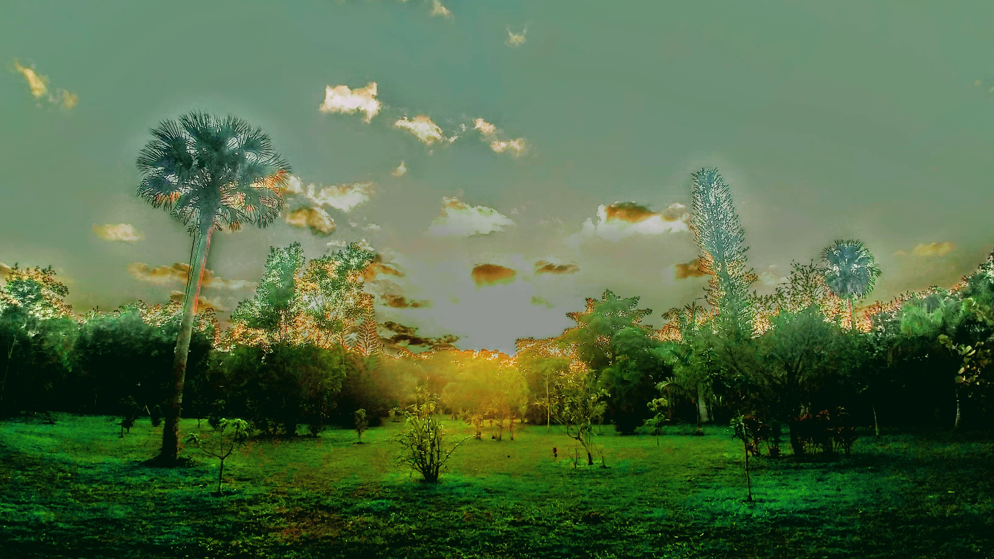 Lush permaculture landscape with trees and sunset sky.