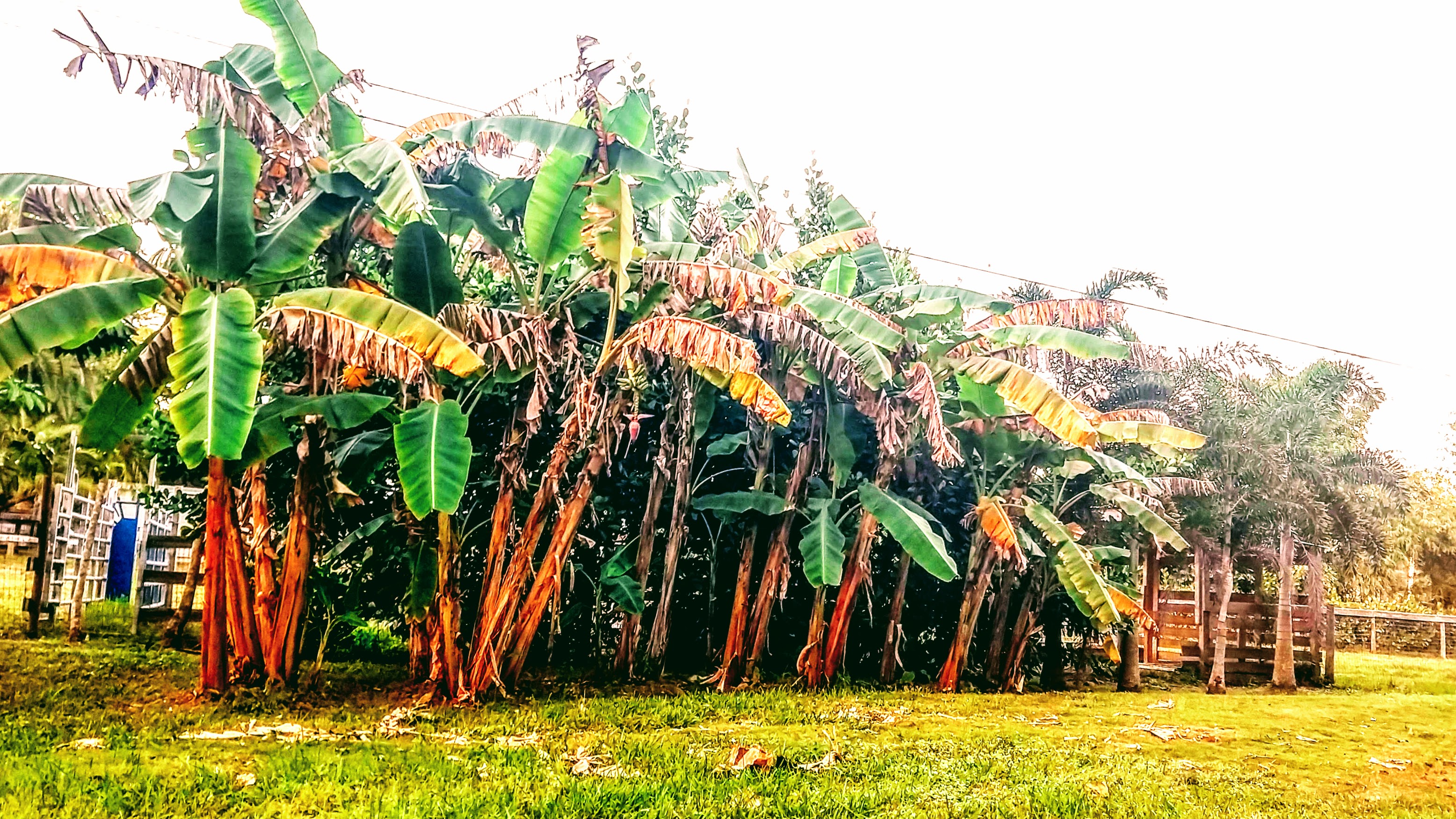 Lush banana plants growing in a tropical garden setting.