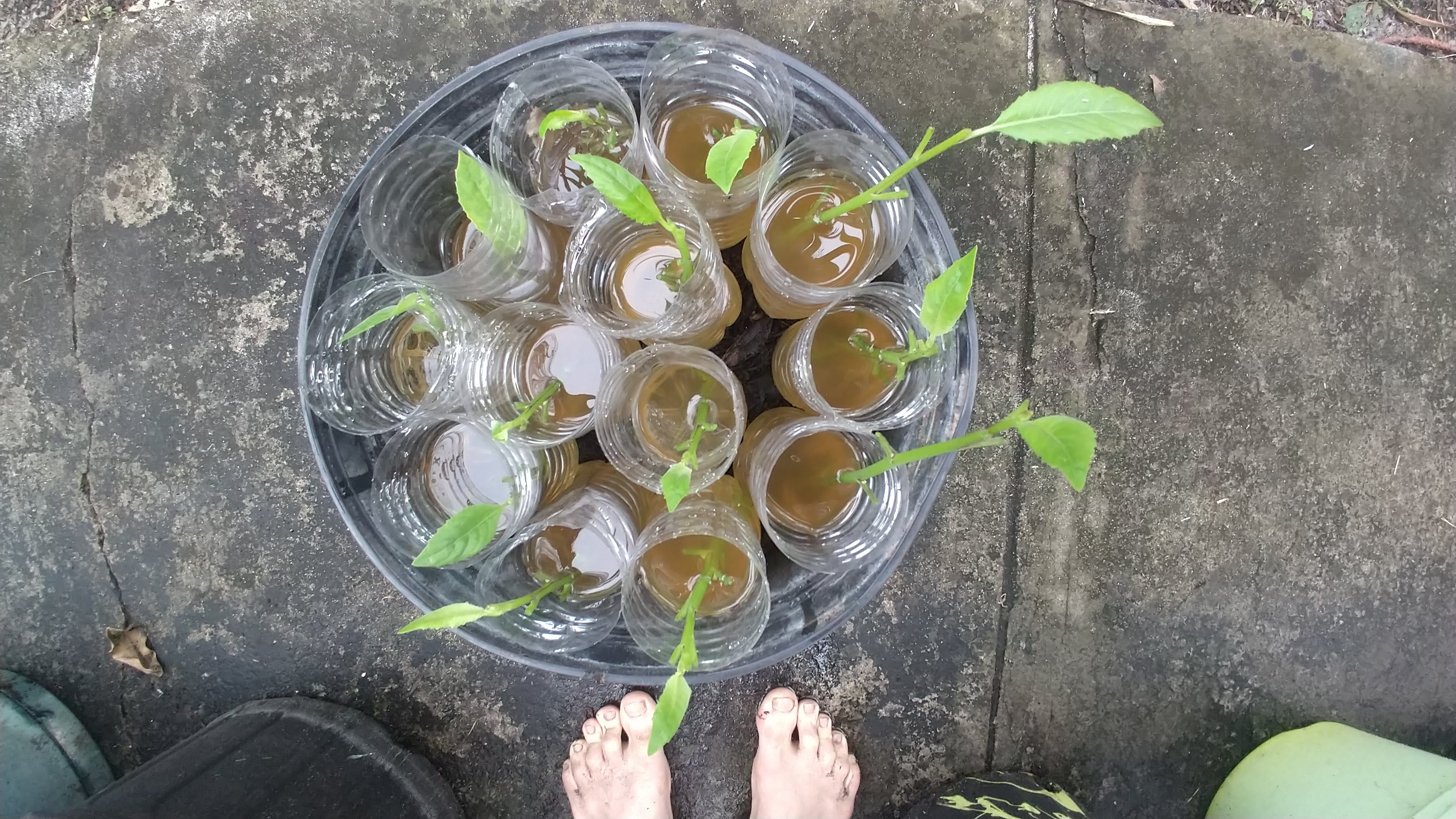 Young plant seedlings in glass cups with water, on concrete surface.
