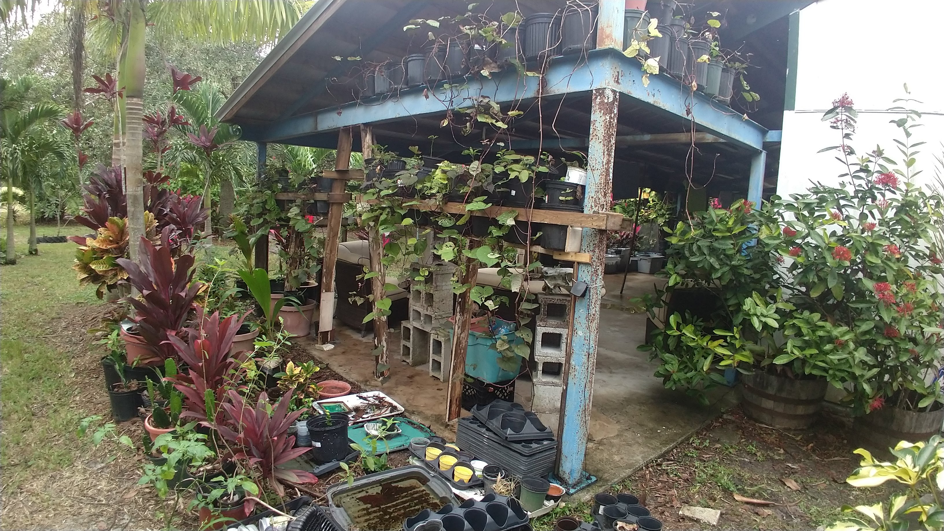 Community garden with lush plants and a small blue shed.