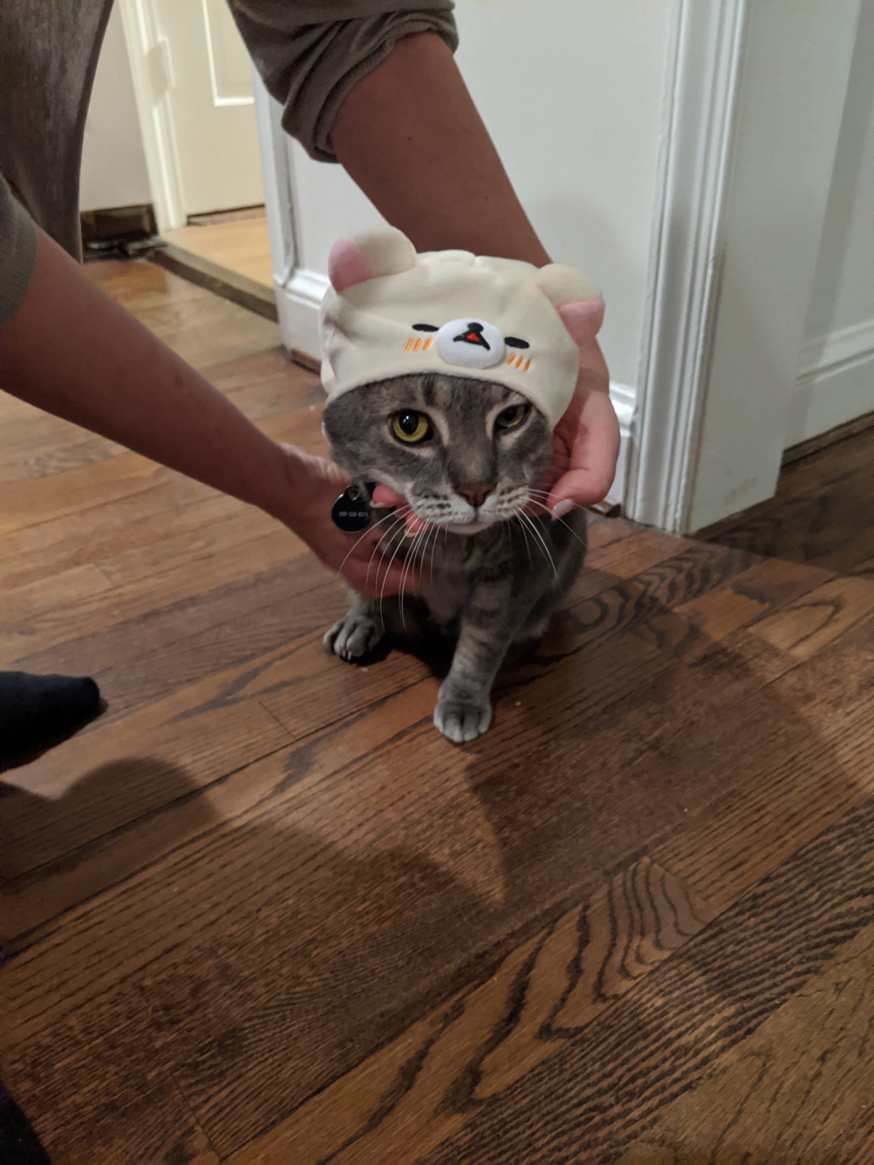 Adorable cat with a cute animal hat on its head indoors.