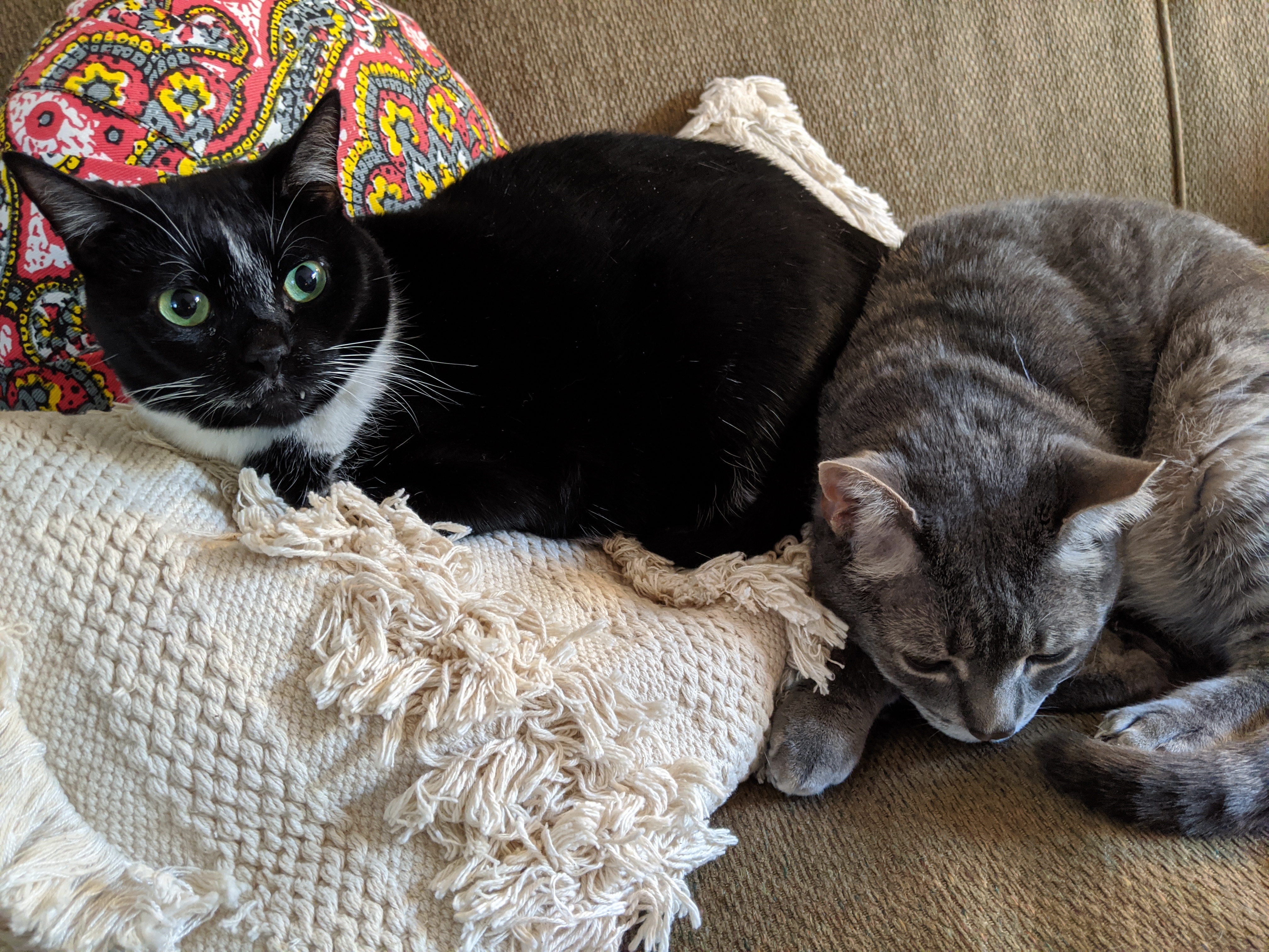 Black and gray cats resting on a cozy couch with decorative pillows.