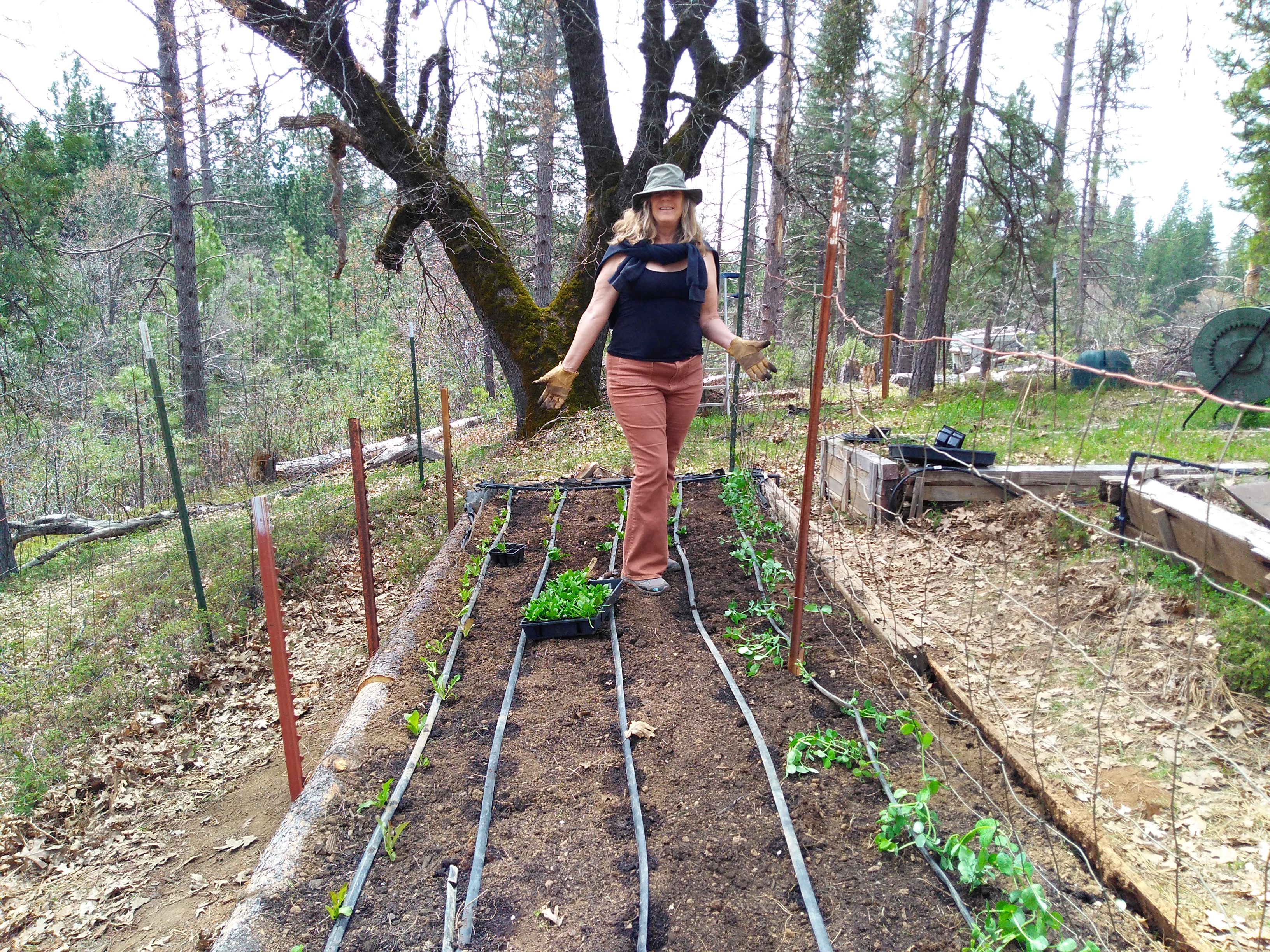 Woman tending vegetable garden in forest setting with drip irrigation.