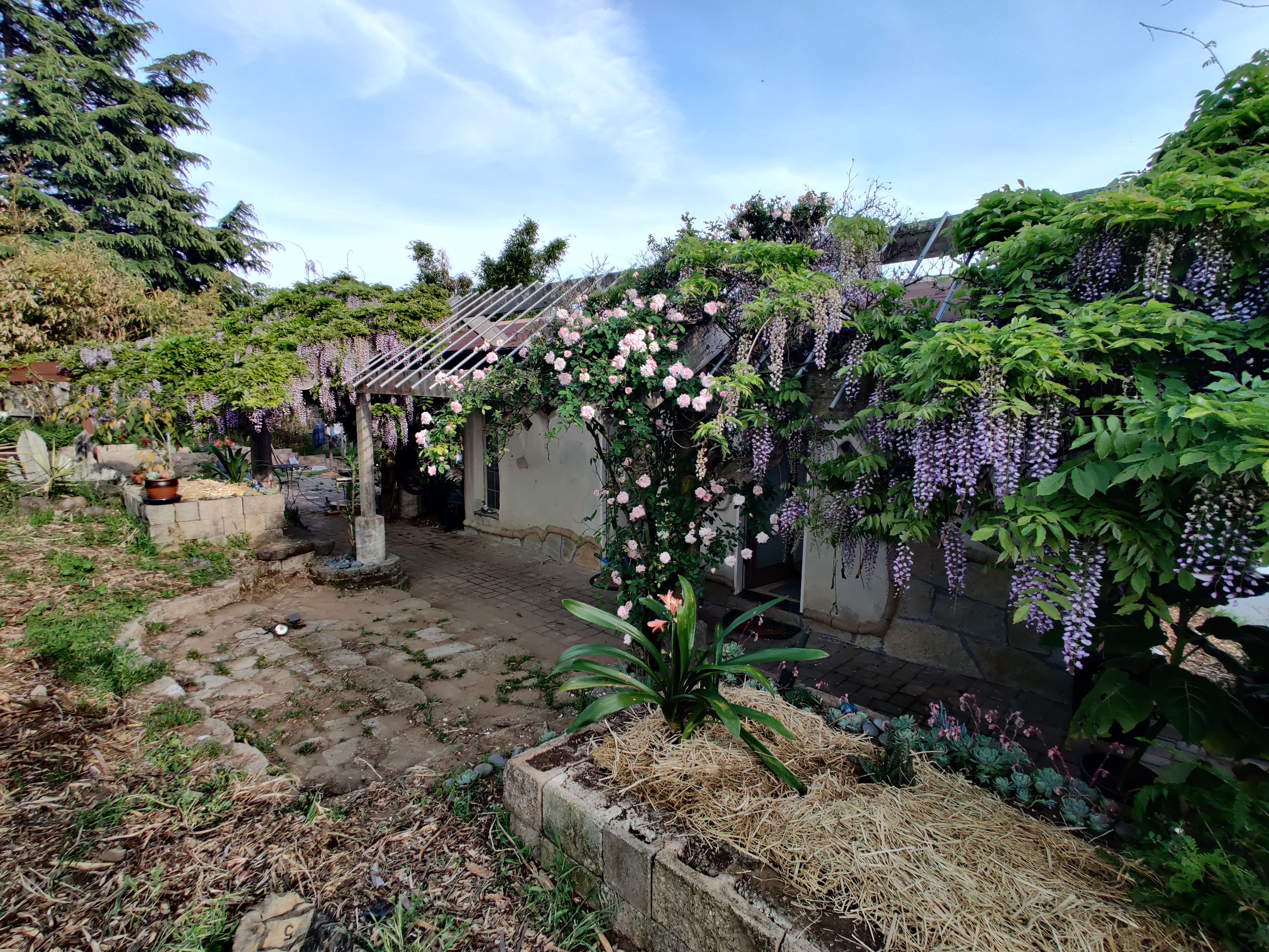 Lush garden with flowering plants and a small house in a community setting.