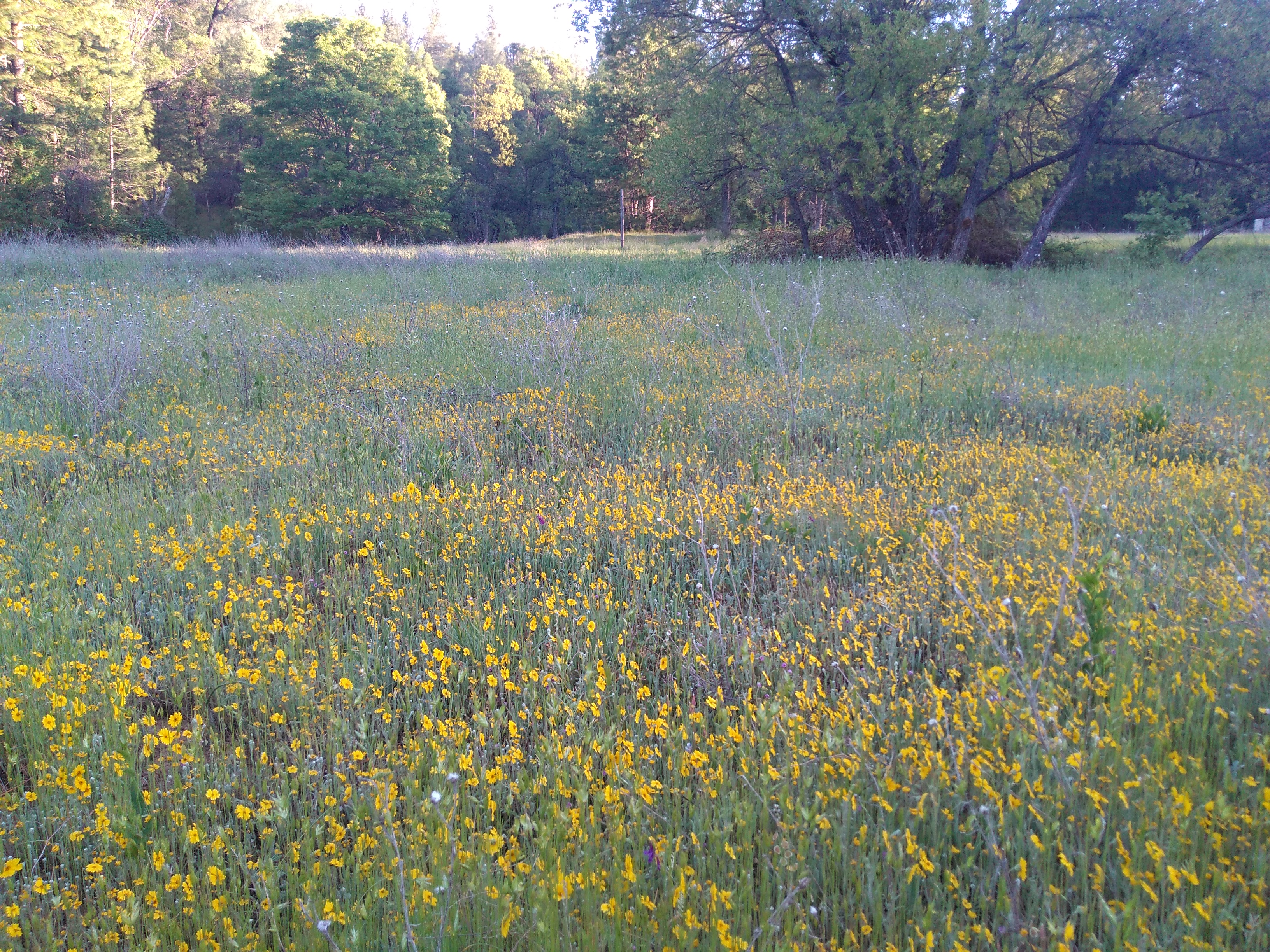 Beautiful meadow filled with yellow wildflowers and green grass under a clear sky.