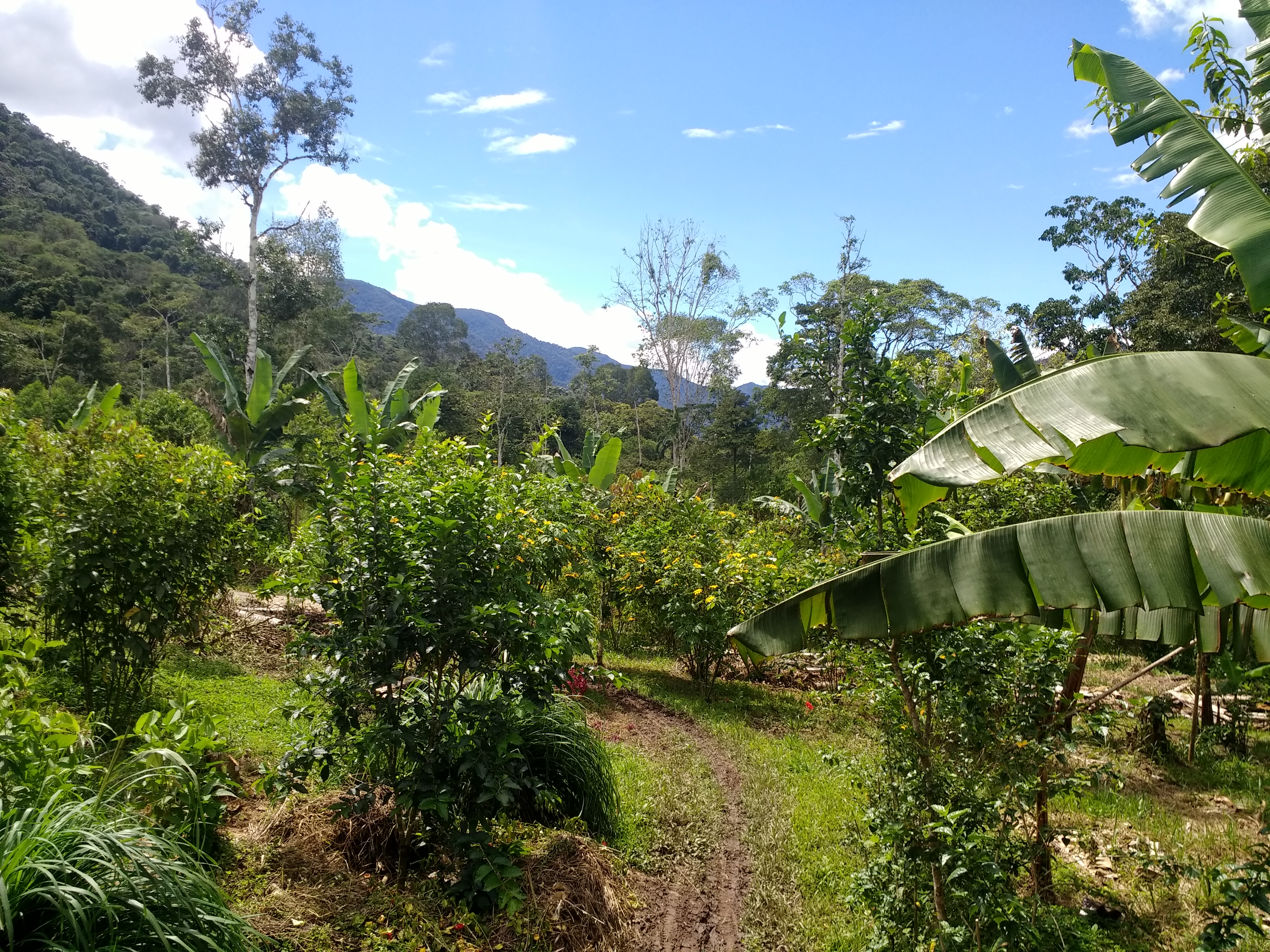 Lush tropical garden with banana trees and mountain backdrop.