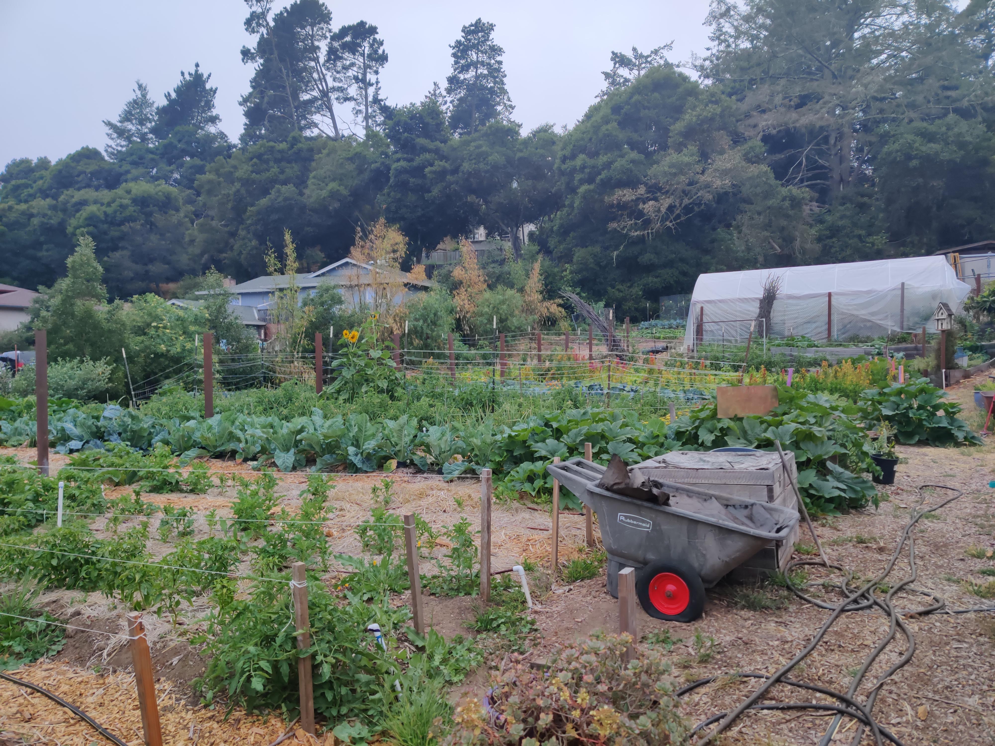 Vegetable garden with green plants and trees at Foundation for Intentional Community.
