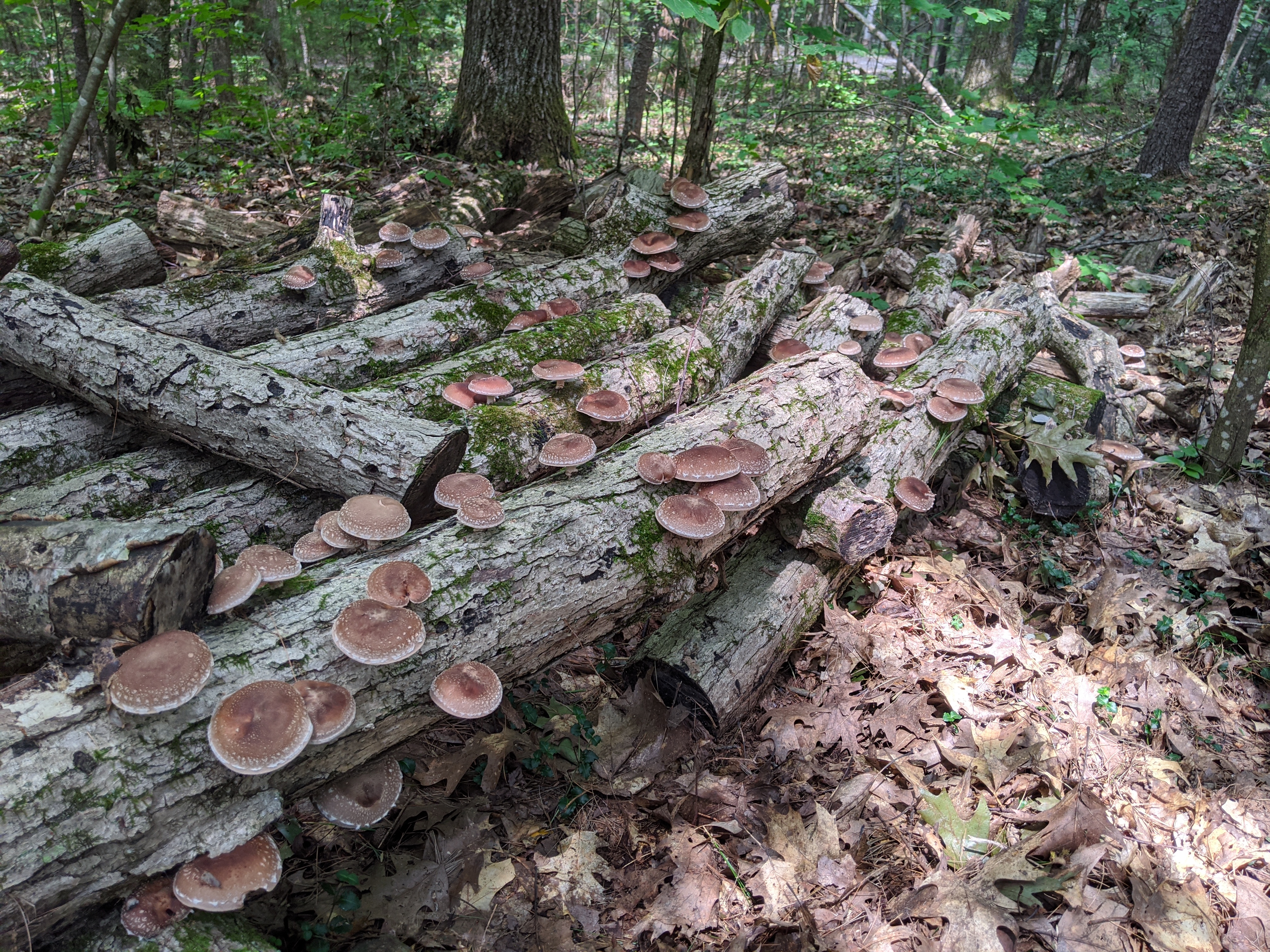 Mushrooms growing on fallen log in a lush forest setting.