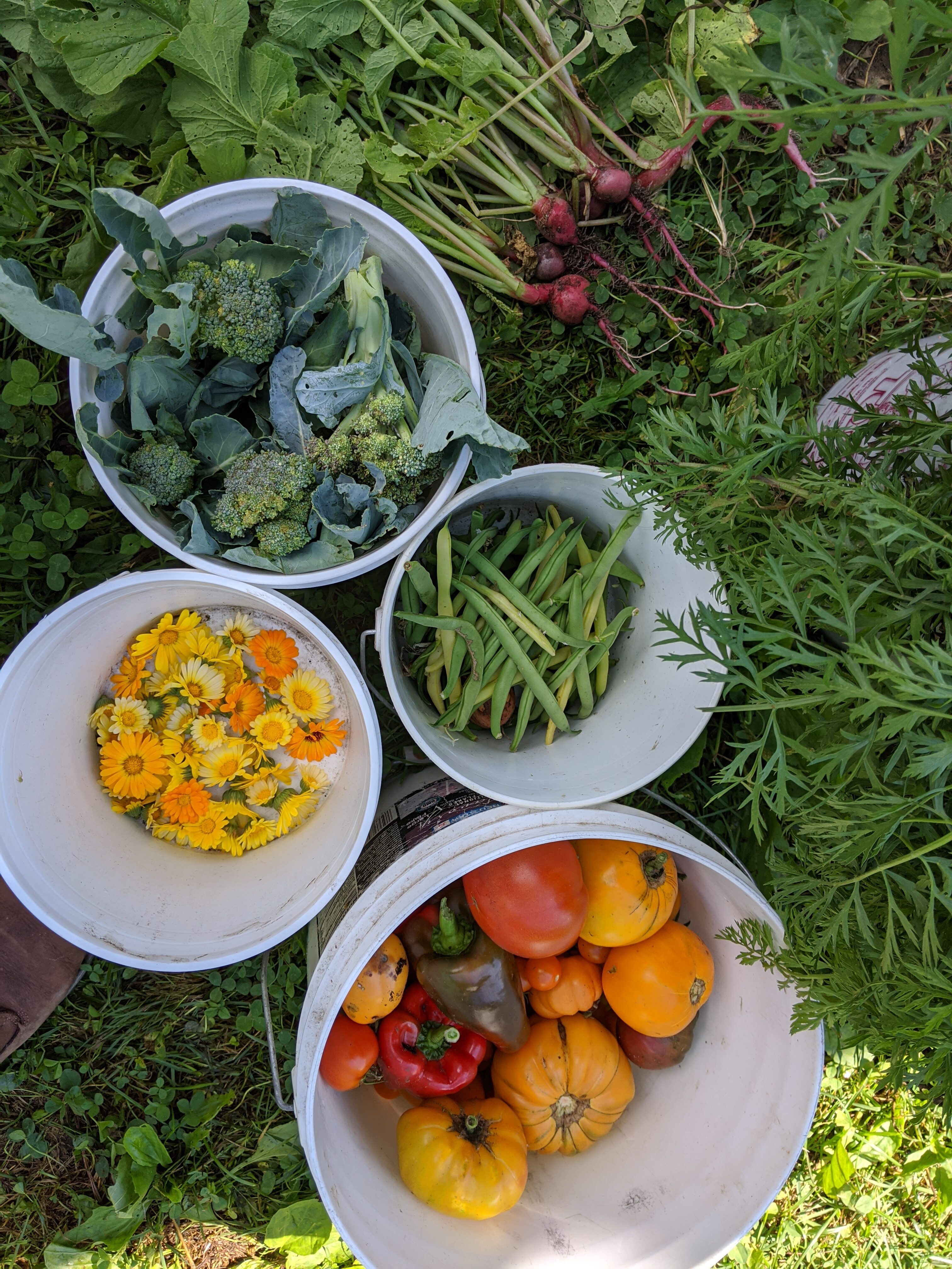 Fresh organic vegetables and flowers from a community garden.