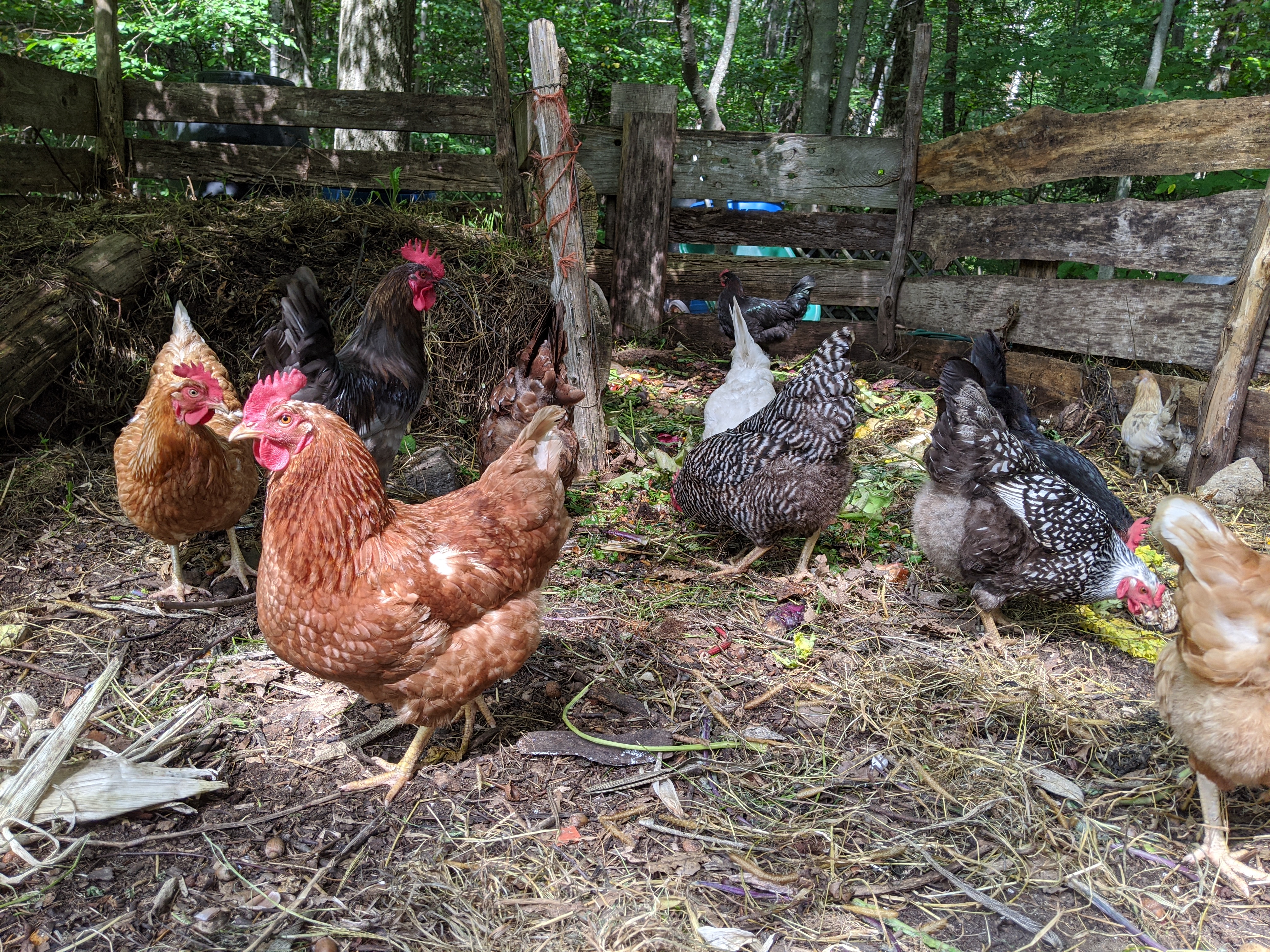 Group of chickens roaming freely in a wooded farm setting.
