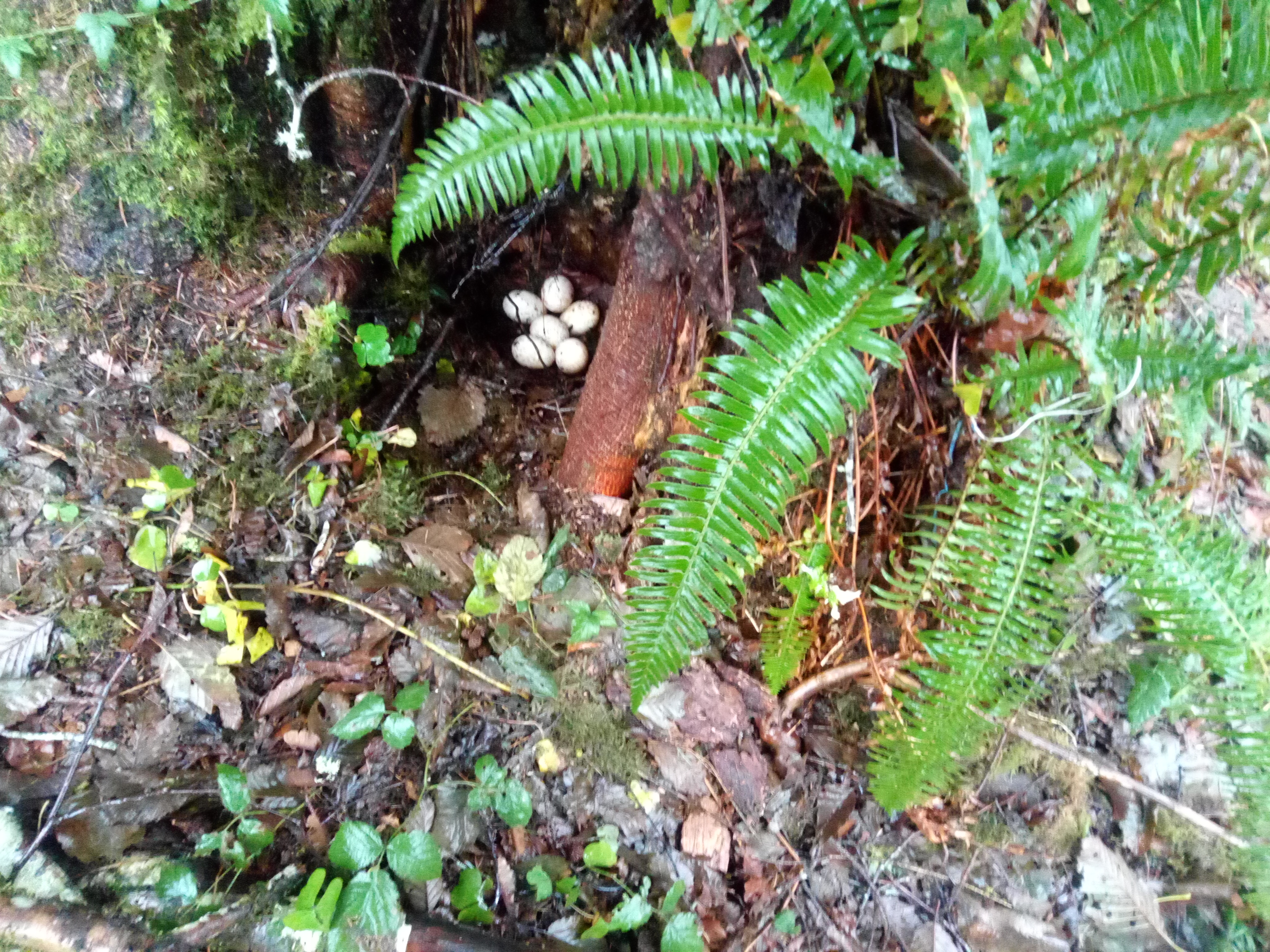 Close-up of rainforest floor with ferns, eggs, and plant debris.