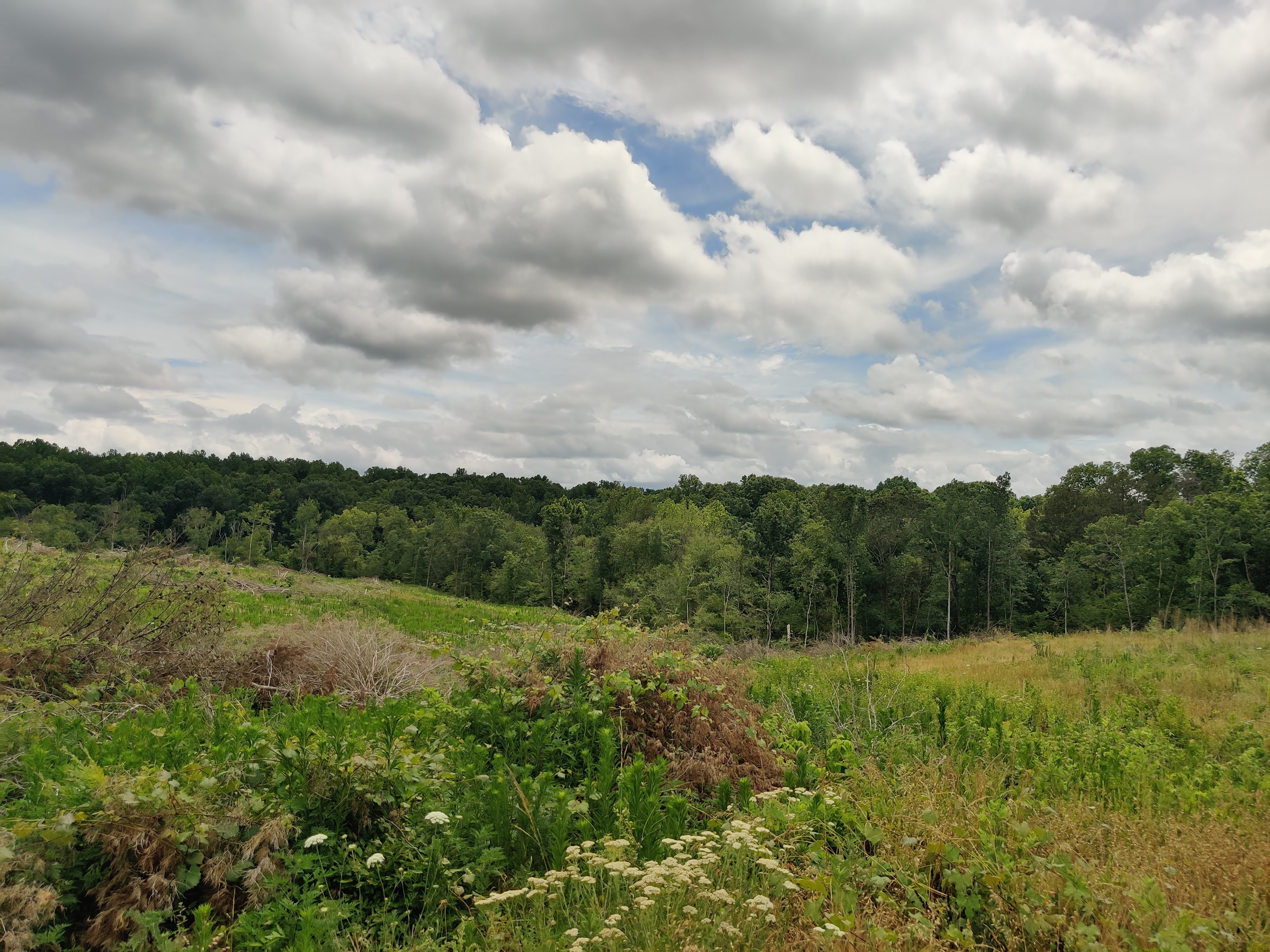 Open field with trees and cloudy sky, ideal for intentional communities.