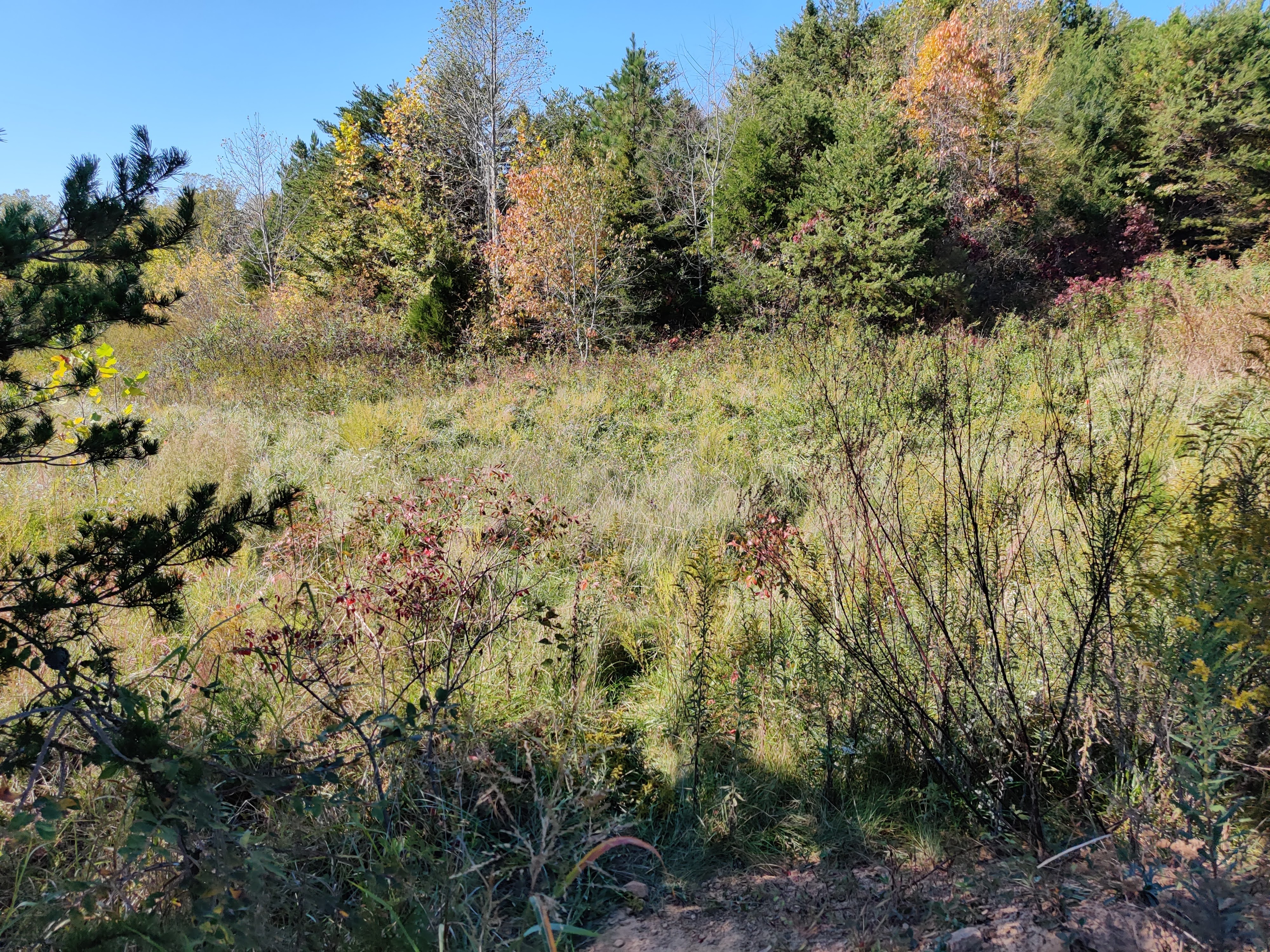 Scenic view of a forested area with trees and shrubs in fall colors.