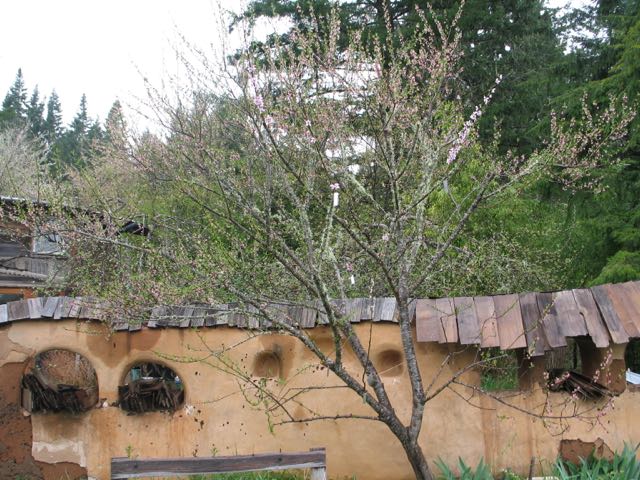 Community garden with a blossoming tree and eco-friendly structures.