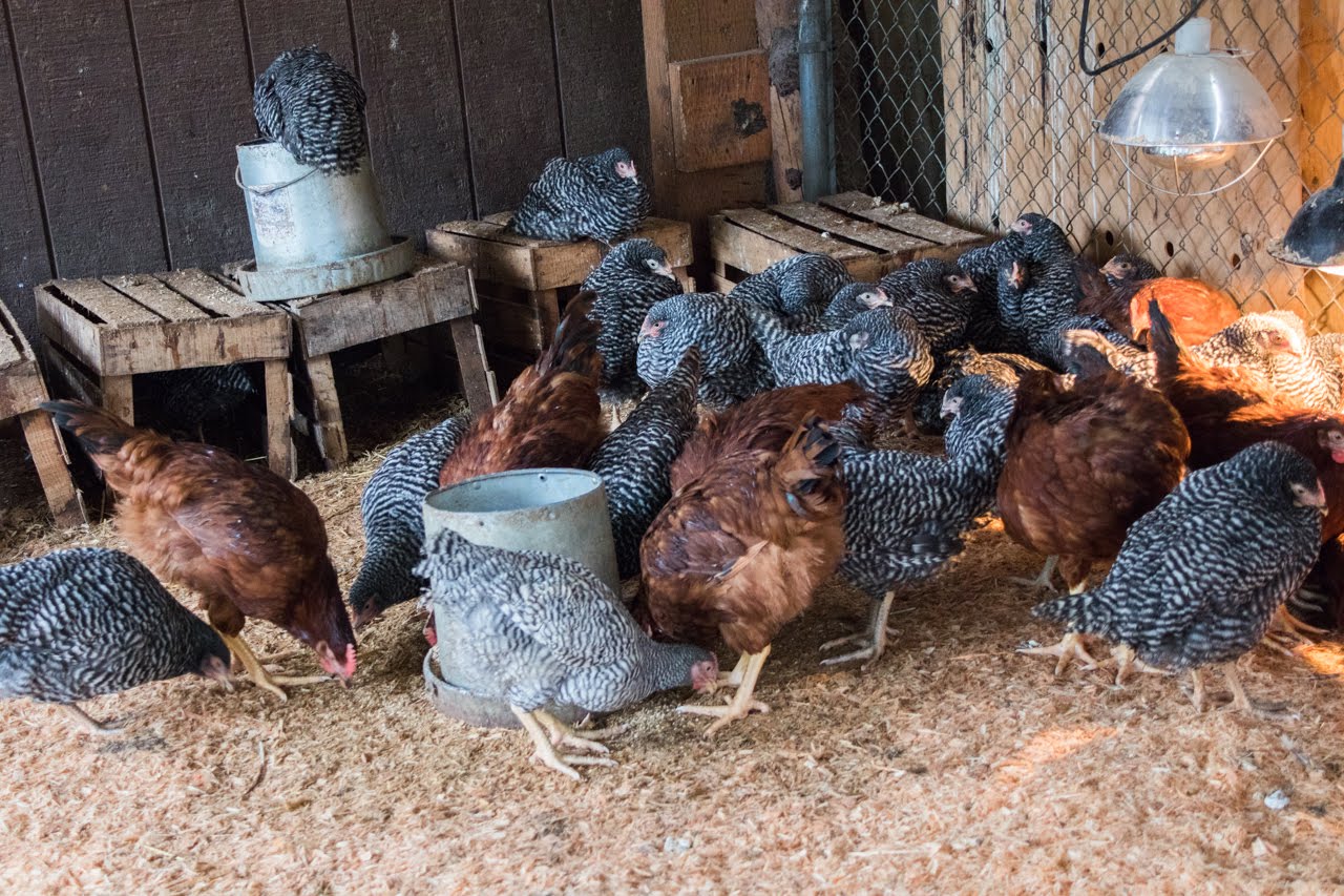 Group of chickens pecking and foraging in a farm coop environment.