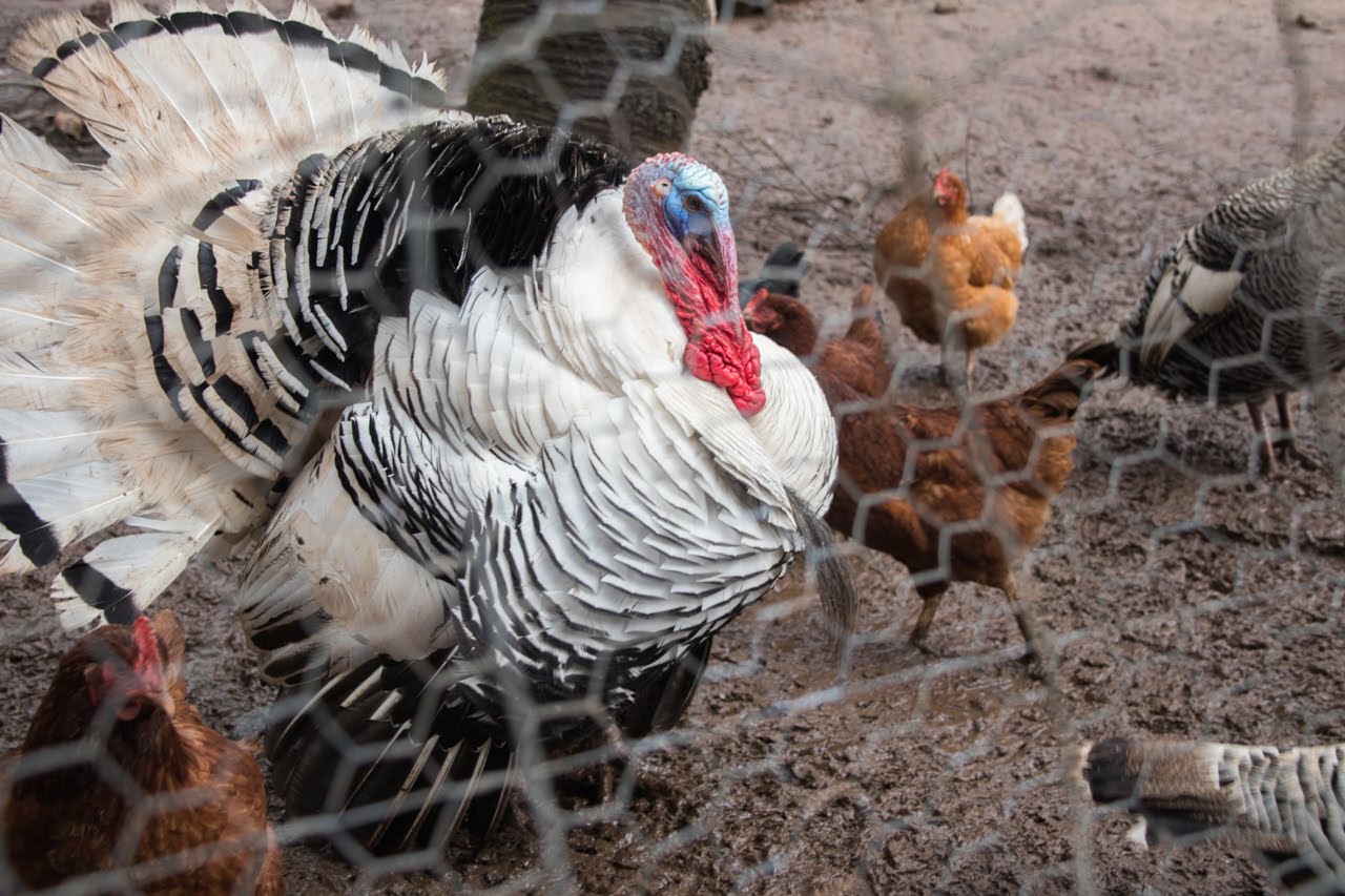 Wild turkey with colorful feathers in outdoor environment.