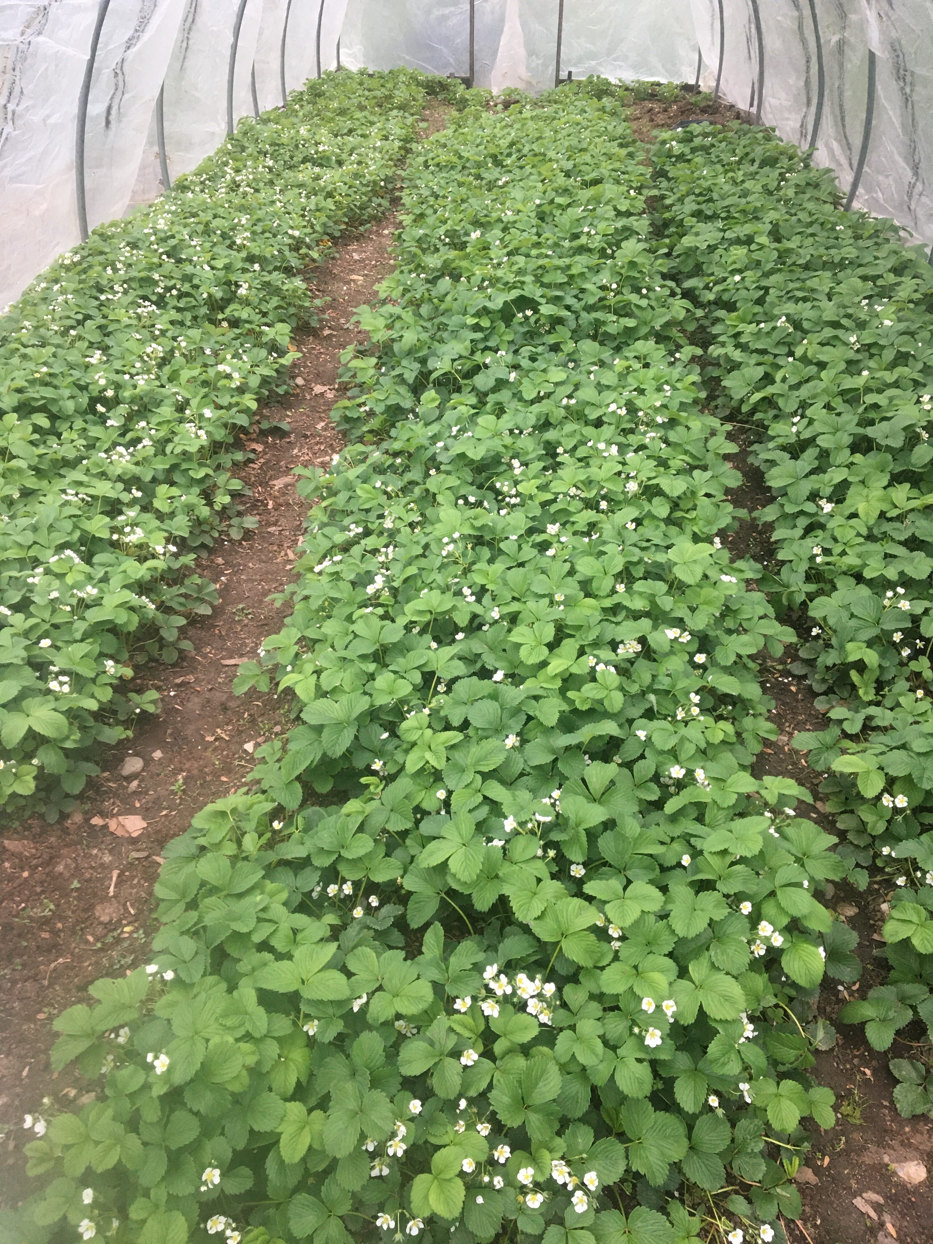 Healthy strawberry plants growing in a greenhouse for sustainable farming.
